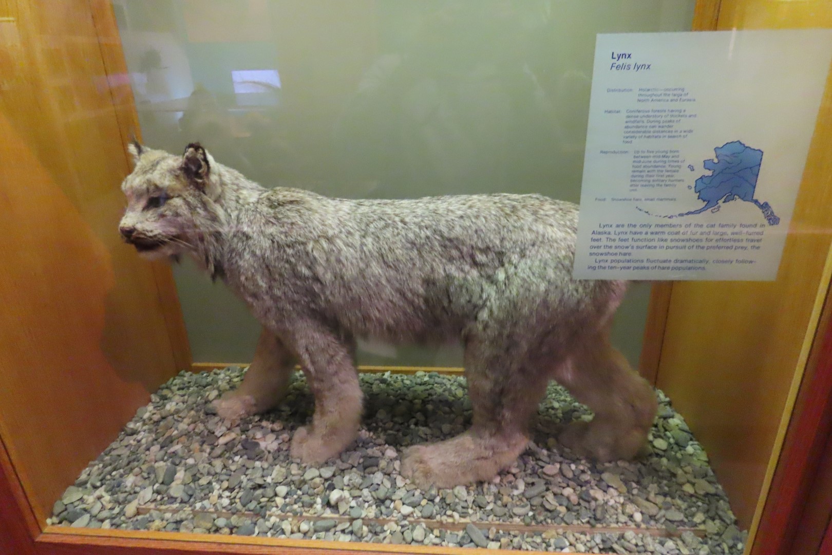 Museum of the North on Campus of University of Alaska Fairbanks, Alaska 64 of 100 (#8500)