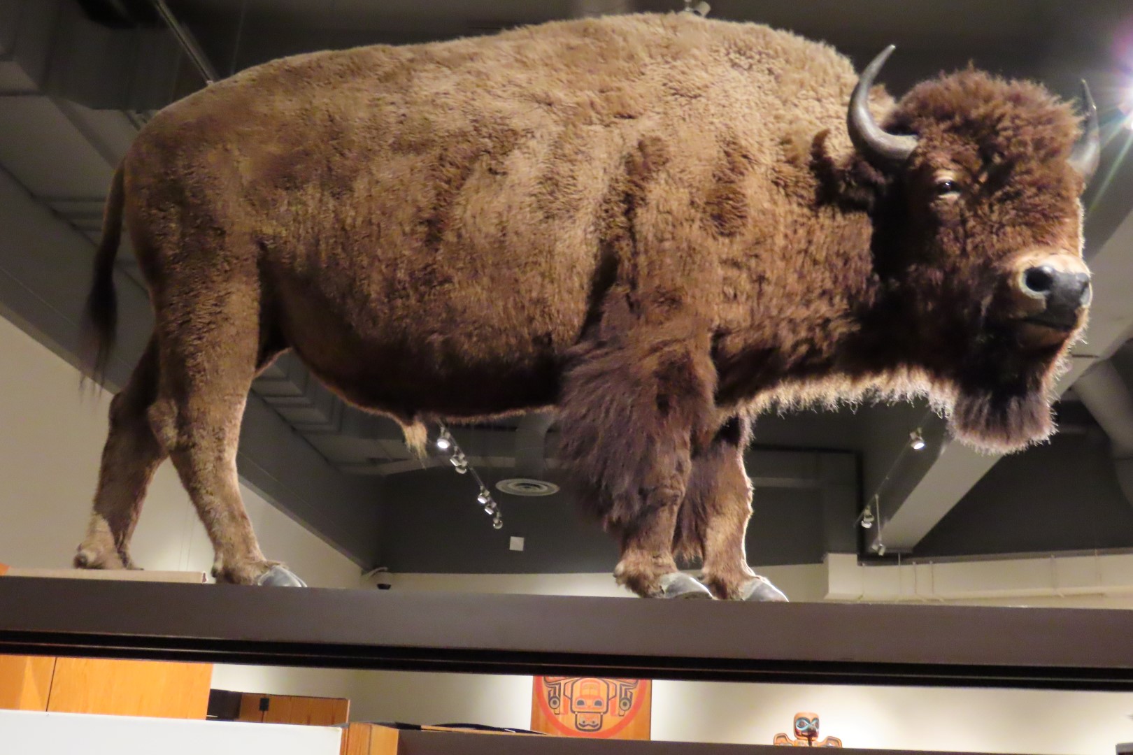 Museum of the North on Campus of University of Alaska Fairbanks, Alaska 67 of 100 (#8503)