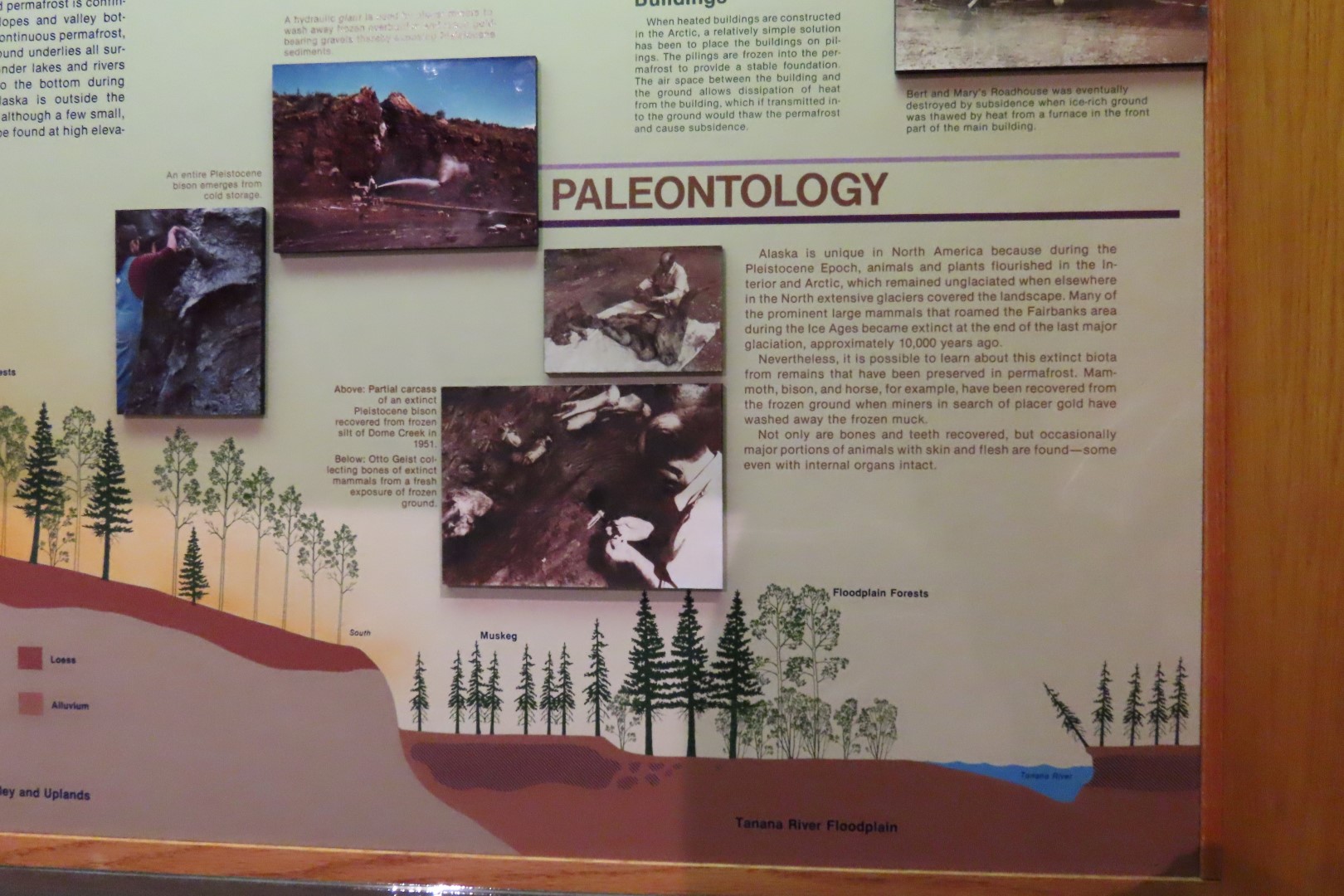 Museum of the North on Campus of University of Alaska Fairbanks, Alaska 71 of 100 (#8509)