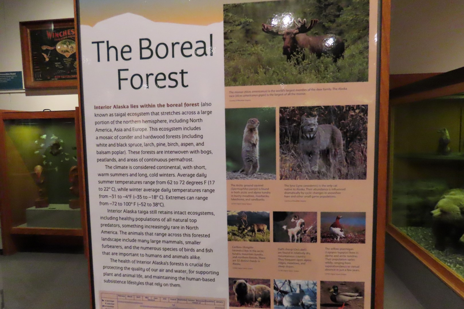 Museum of the North on Campus of University of Alaska Fairbanks, Alaska 72 of 100 (#8511)