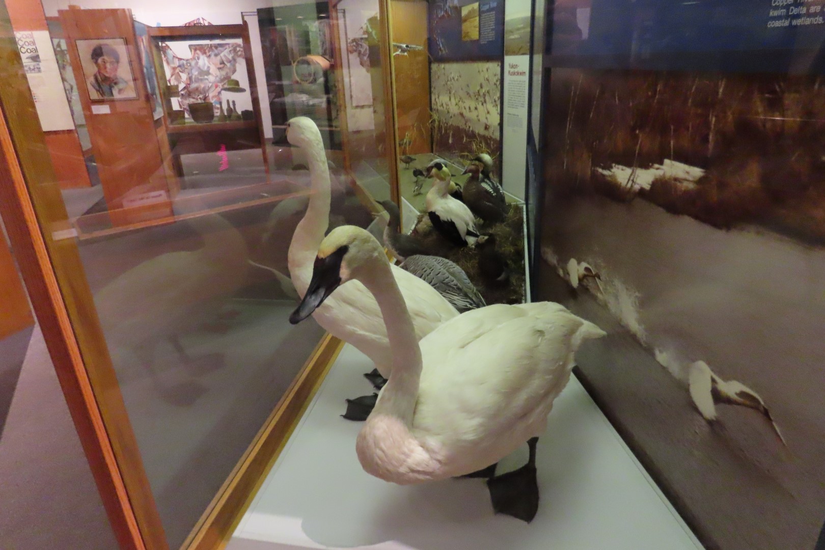 Museum of the North on Campus of University of Alaska Fairbanks, Alaska 77 of 100 (#8516)