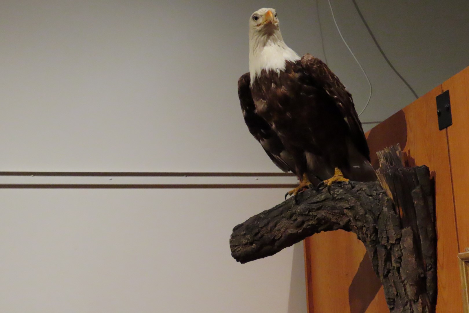 Museum of the North on Campus of University of Alaska Fairbanks, Alaska 81 of 100 (#8520)