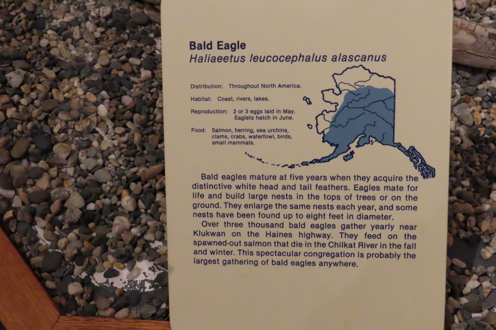 Museum of the North on Campus of University of Alaska Fairbanks, Alaska 82 of 100 (#8522)