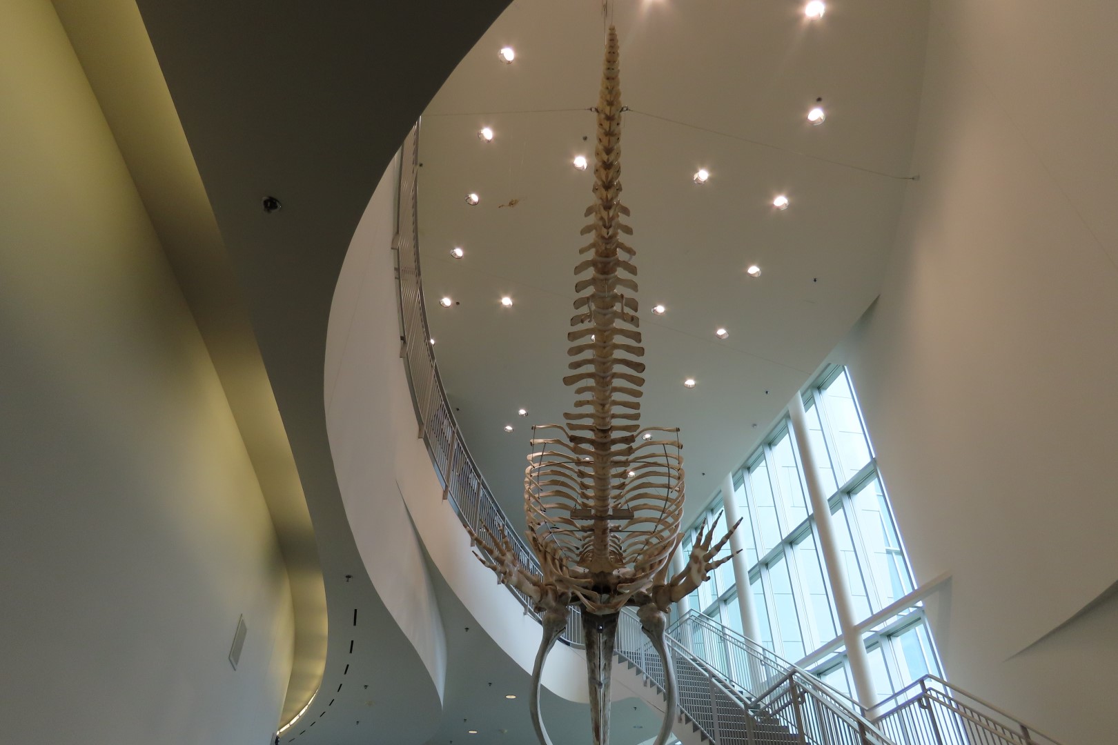 Museum of the North on Campus of University of Alaska Fairbanks, Alaska 98 of 100 (#8538)