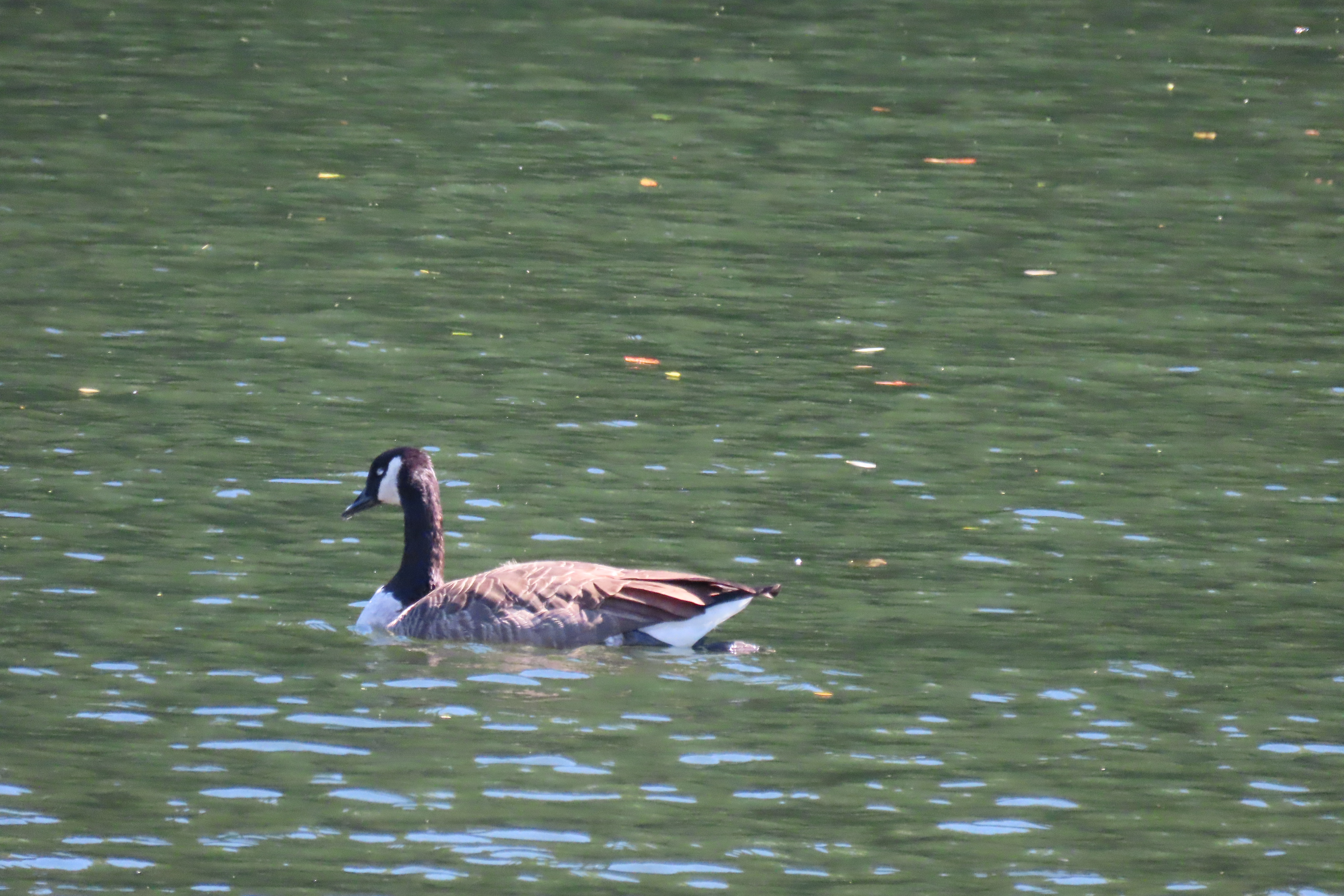 Blackstone River RI 21 of 34 (#8757)