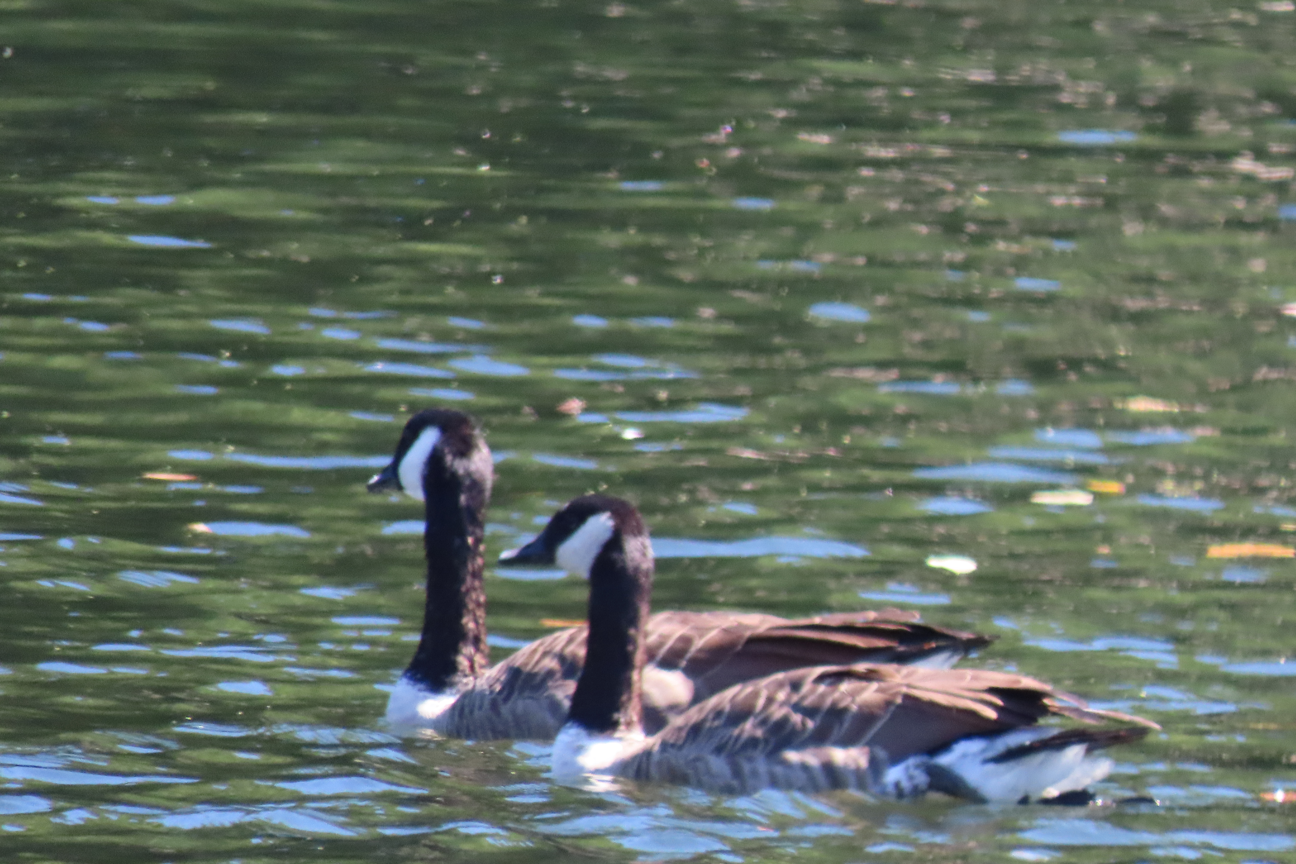 Blackstone River RI 22 of 34 (#8758)