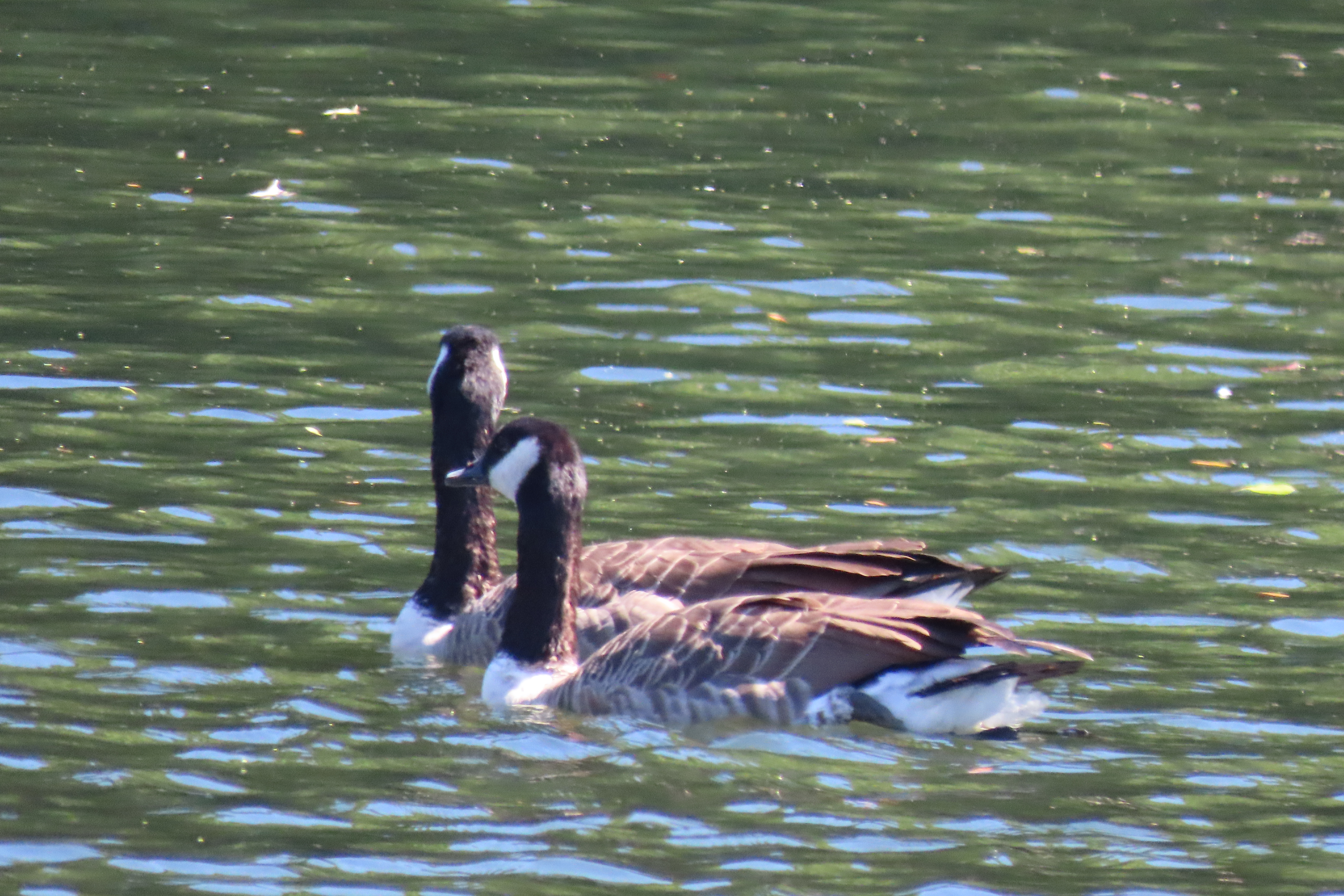 Blackstone River RI 23 of 34 (#8759)
