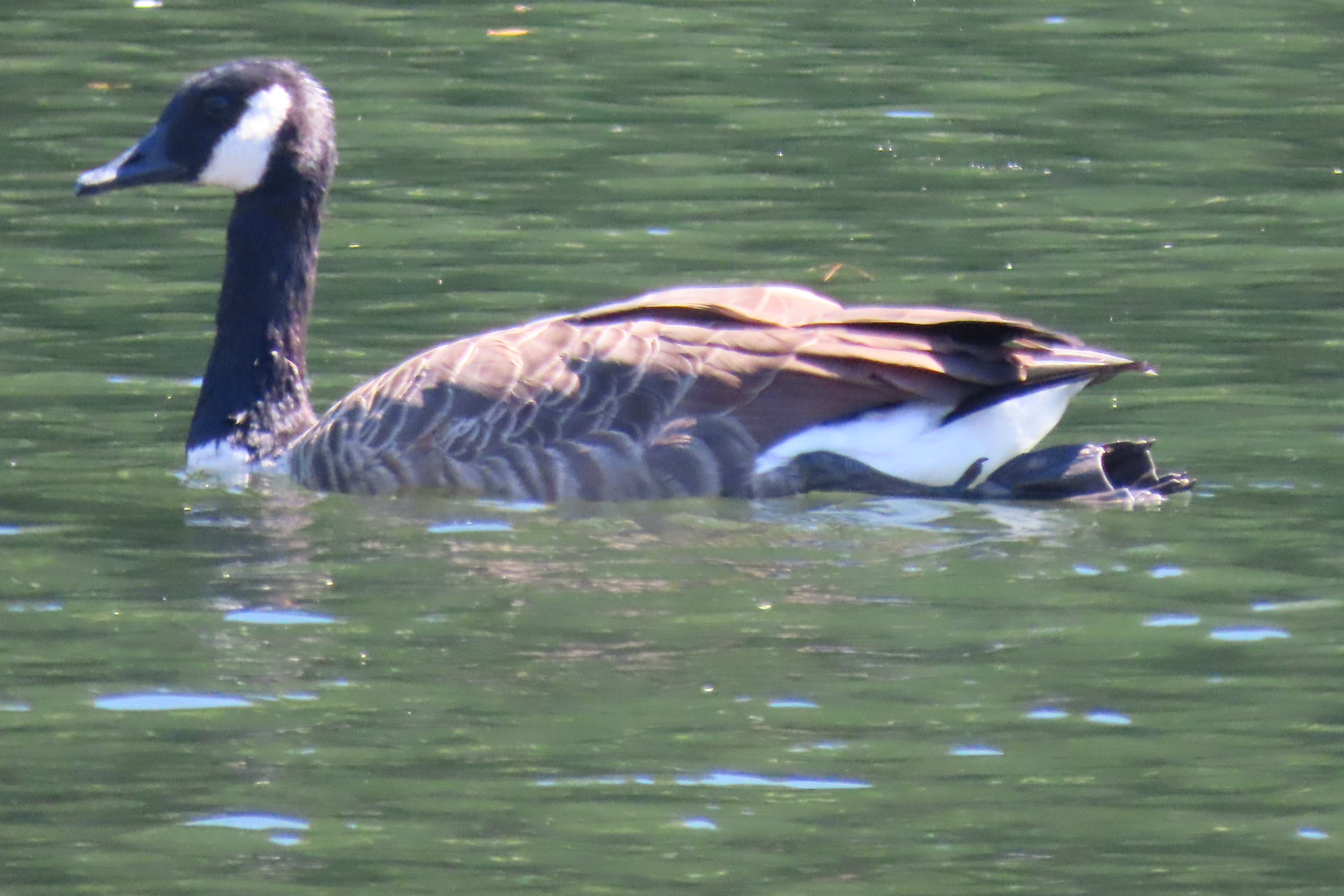 Blackstone River RI 24 of 34 (#8760)