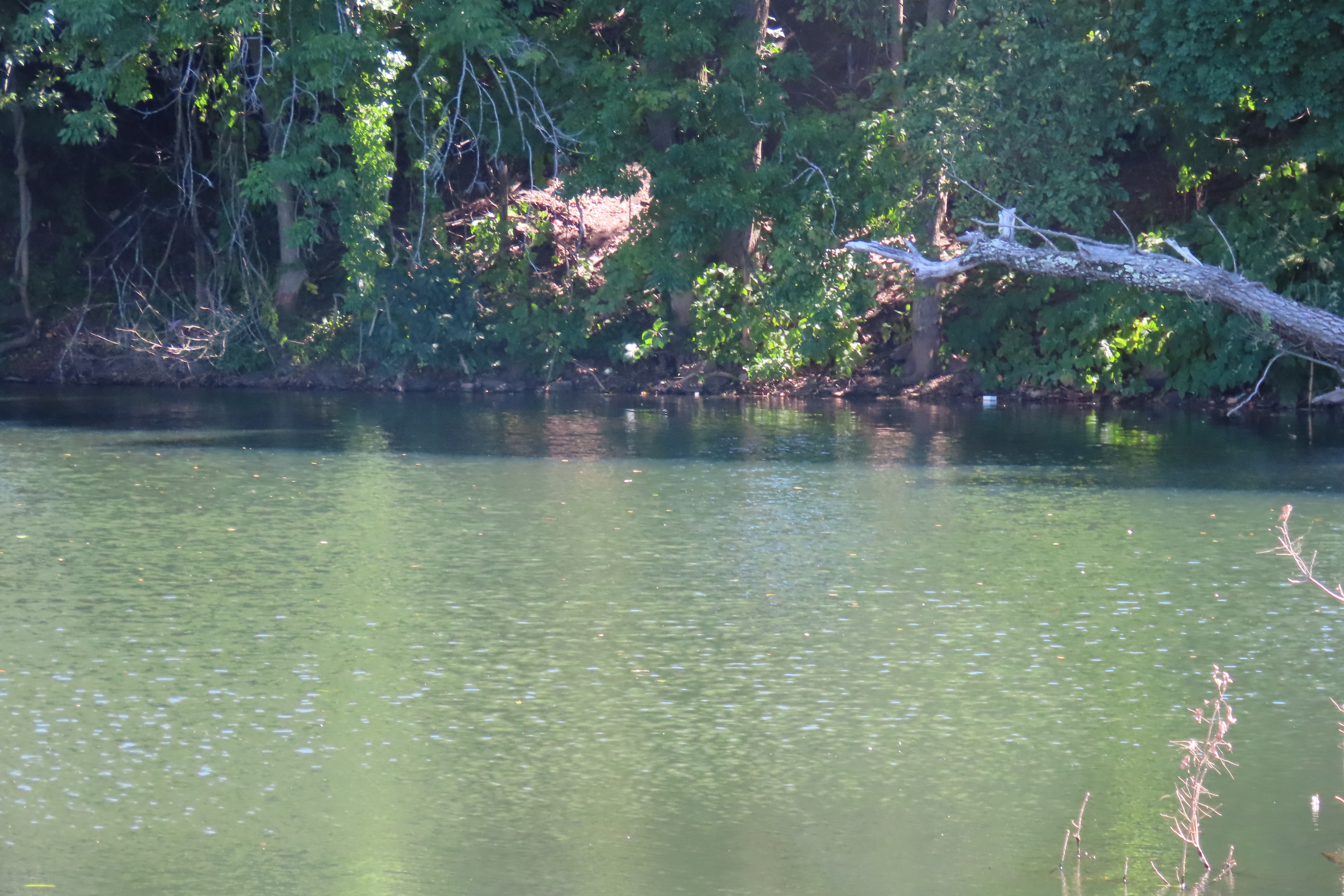 Blackstone River RI 25 of 34 (#8761)