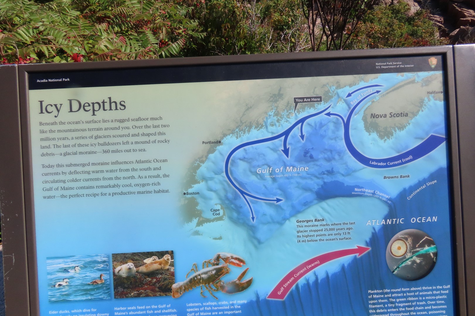 Acadia NP 34 of 46 (#8983)