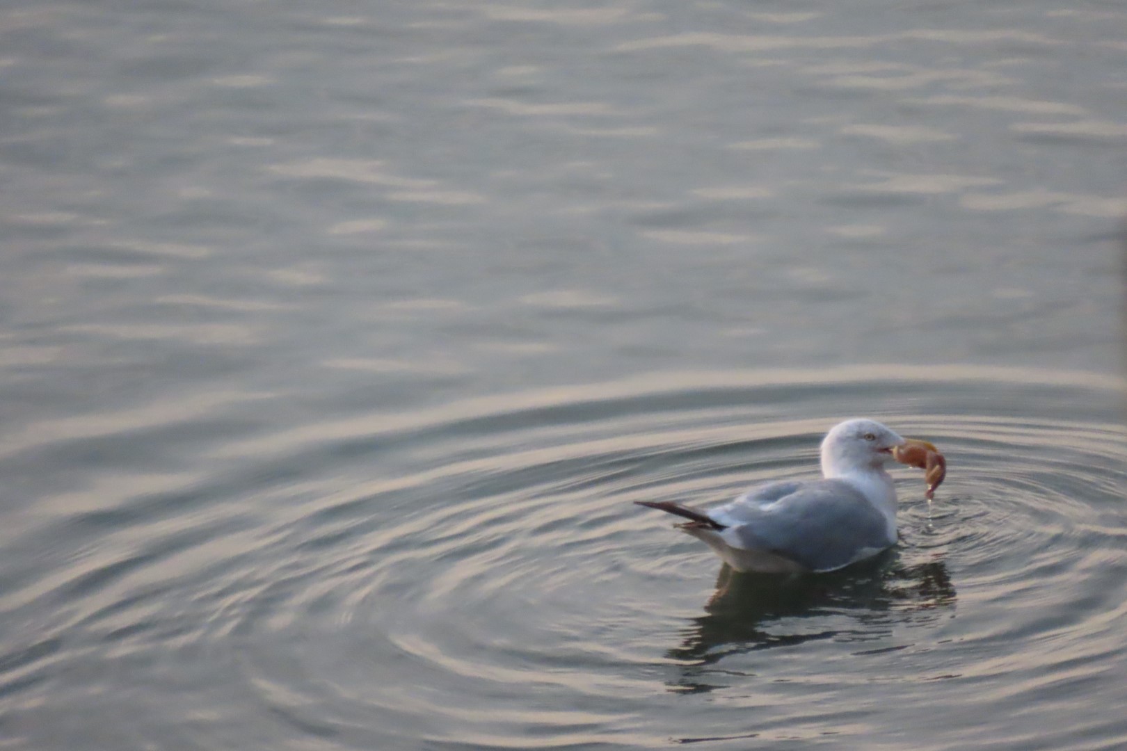 Views from Inn on the wharf in Lubec ME  9 of 15 (#9072)