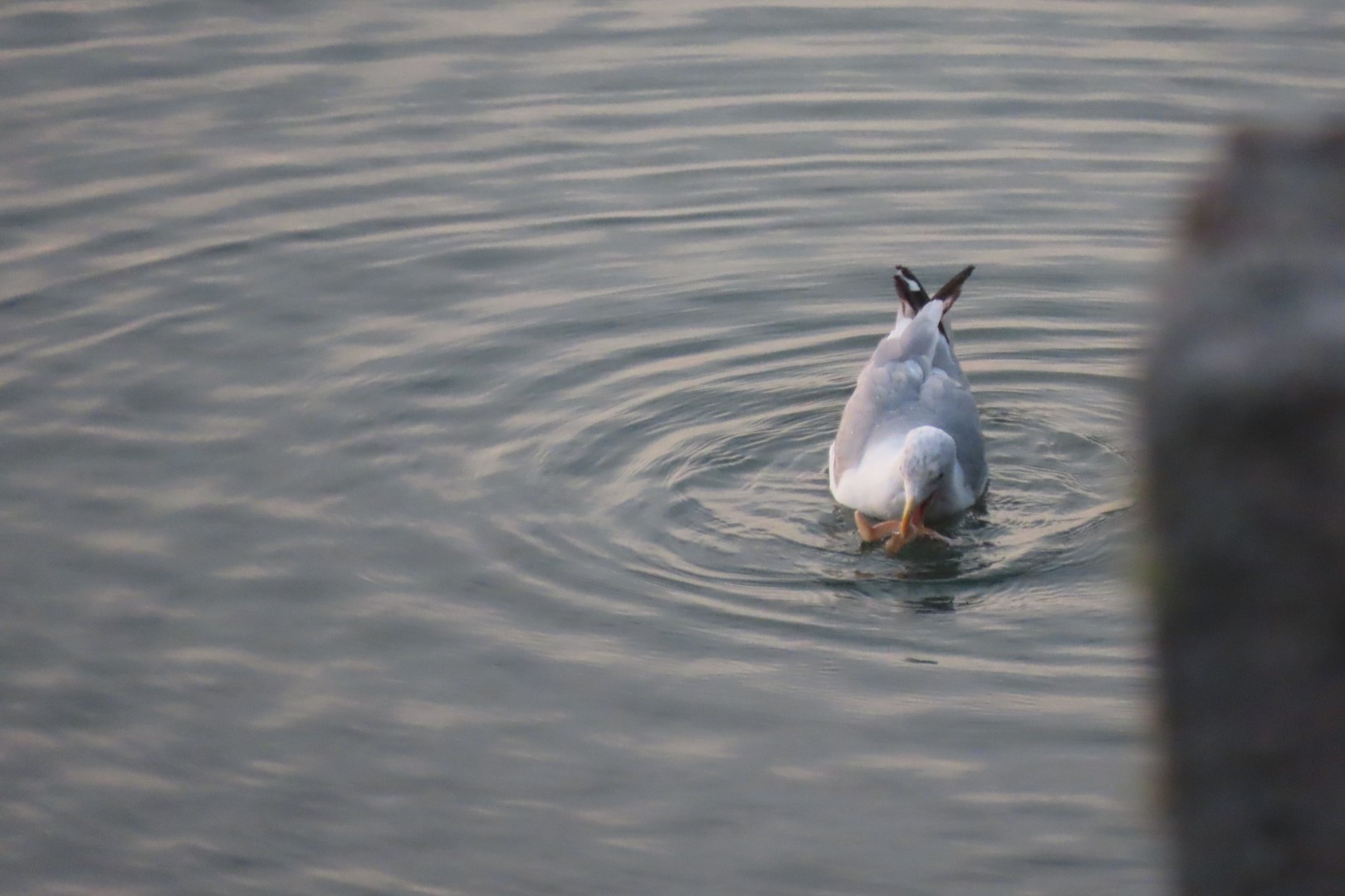 Views from Inn on the wharf in Lubec ME 10 of 15 (#9075)