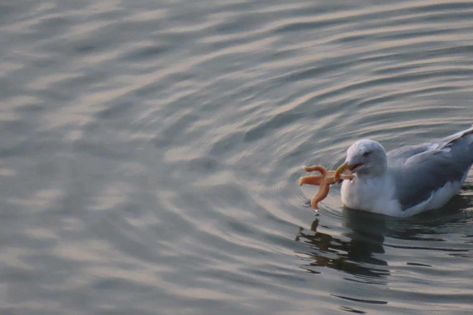 Views from Inn on the wharf in Lubec ME 11 of 15 (#9076)