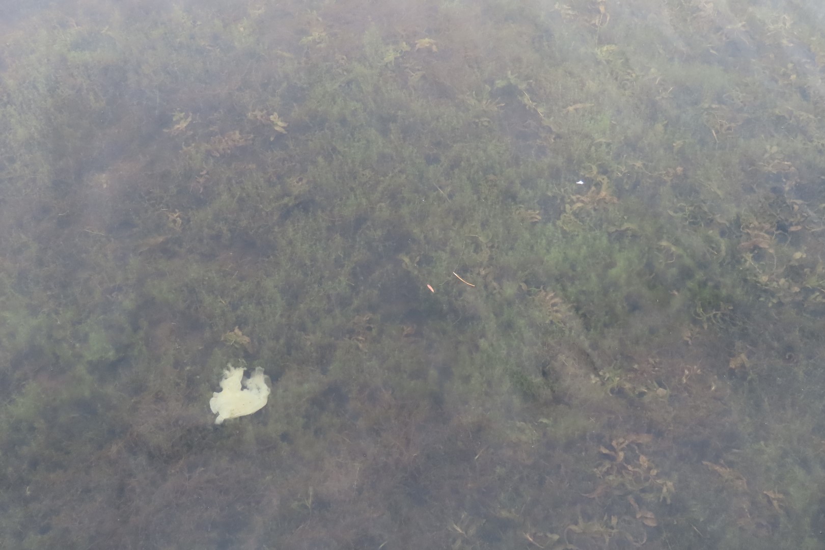 Rockwood Park and Lily's Restaurant in St John NP  5 of 10 (#9155)