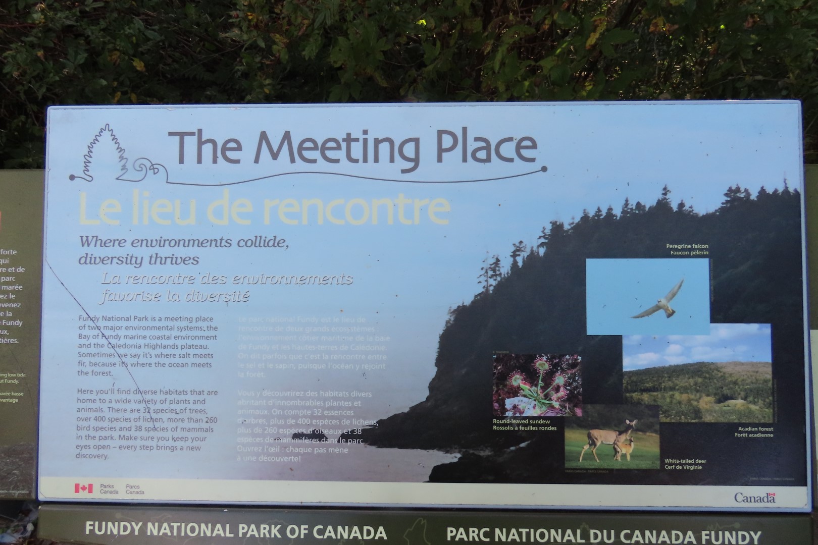 Dickson Falls in Fundy NP  8 of 24 (#9256)