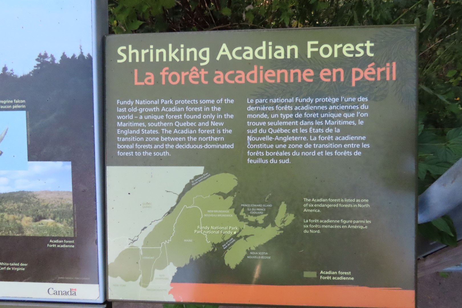 Dickson Falls in Fundy NP  9 of 24 (#9257)