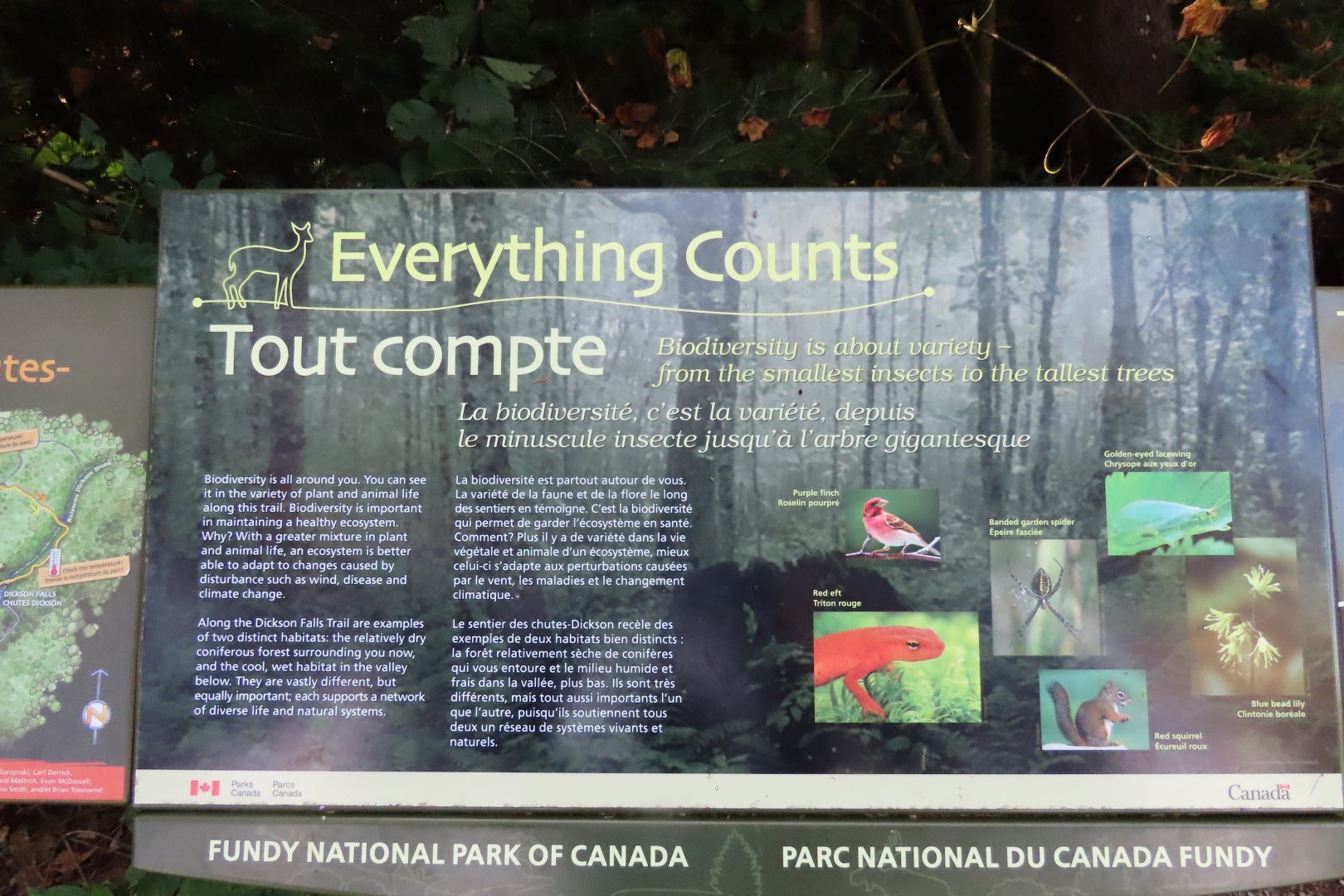 Dickson Falls in Fundy NP 11 of 24 (#9259)