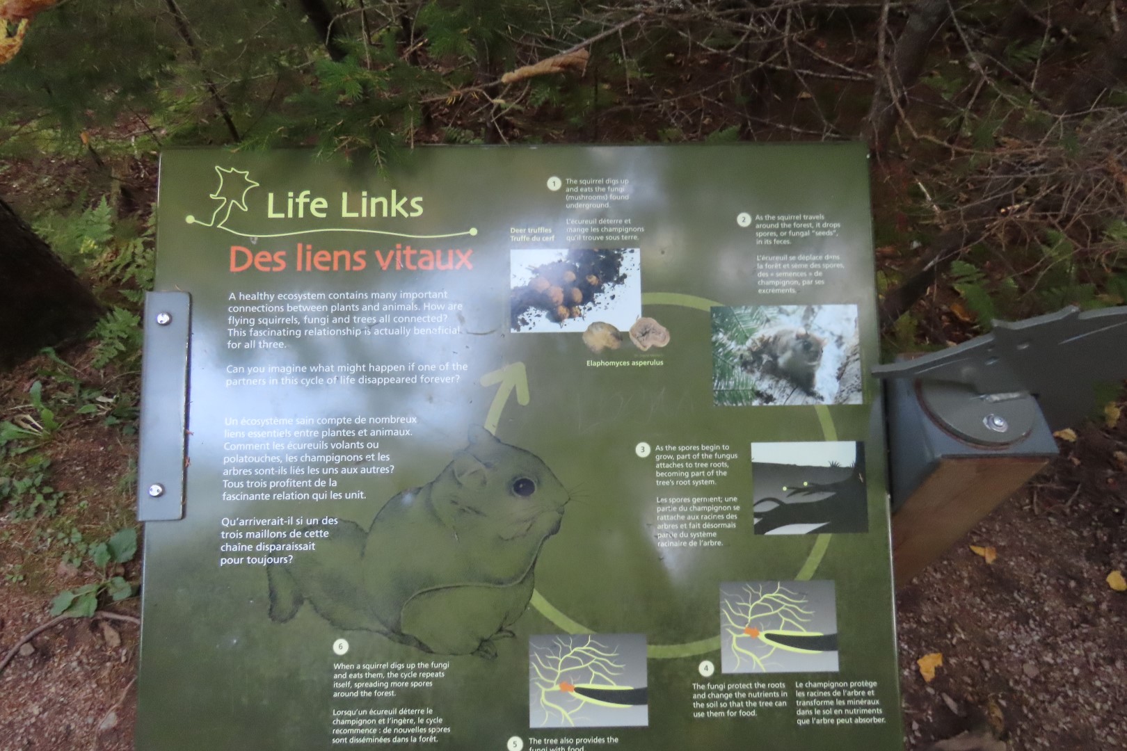 Dickson Falls in Fundy NP 13 of 24 (#9262)