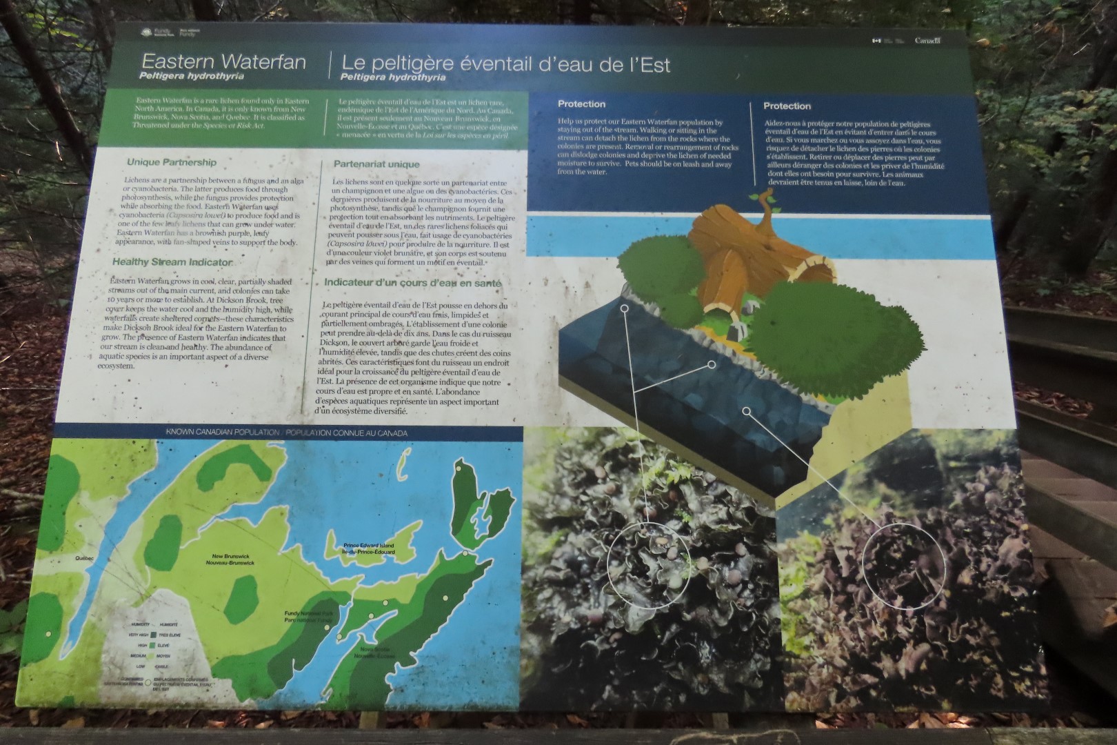 Dickson Falls in Fundy NP 14 of 24 (#9263)