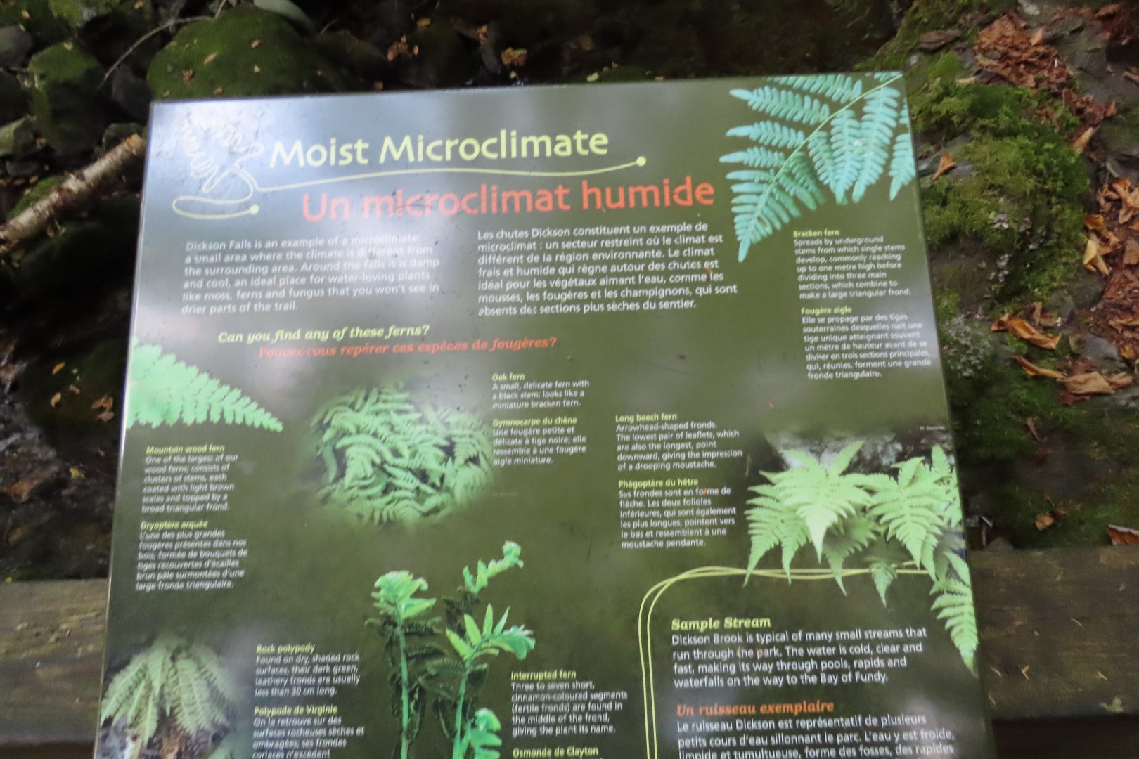 Dickson Falls in Fundy NP 16 of 24 (#9267)