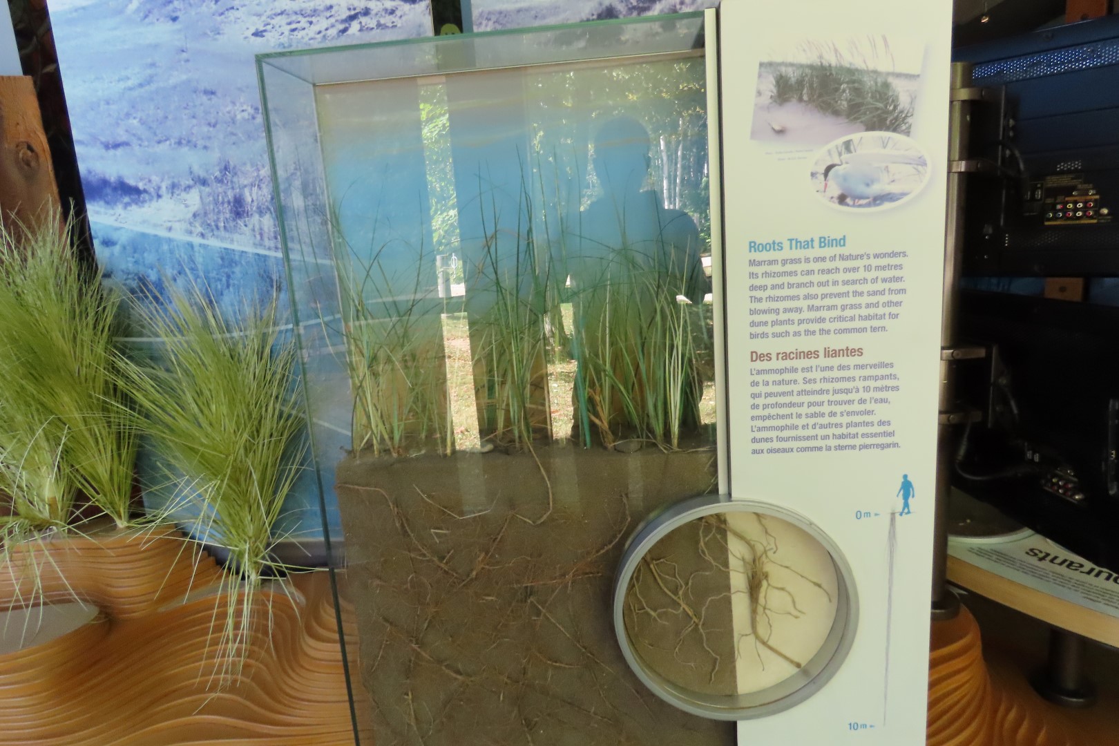 Visitor Center in Kouchibougauc NP 24 of 26 (#9431)