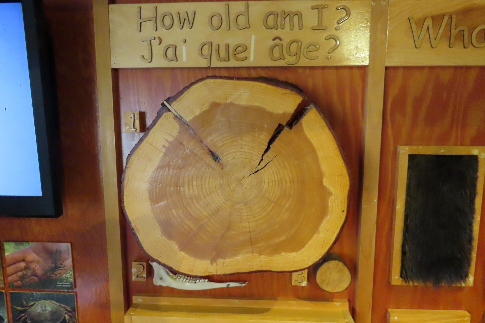 Visitor Center in Kouchibougauc NP 25 of 26 (#9432)