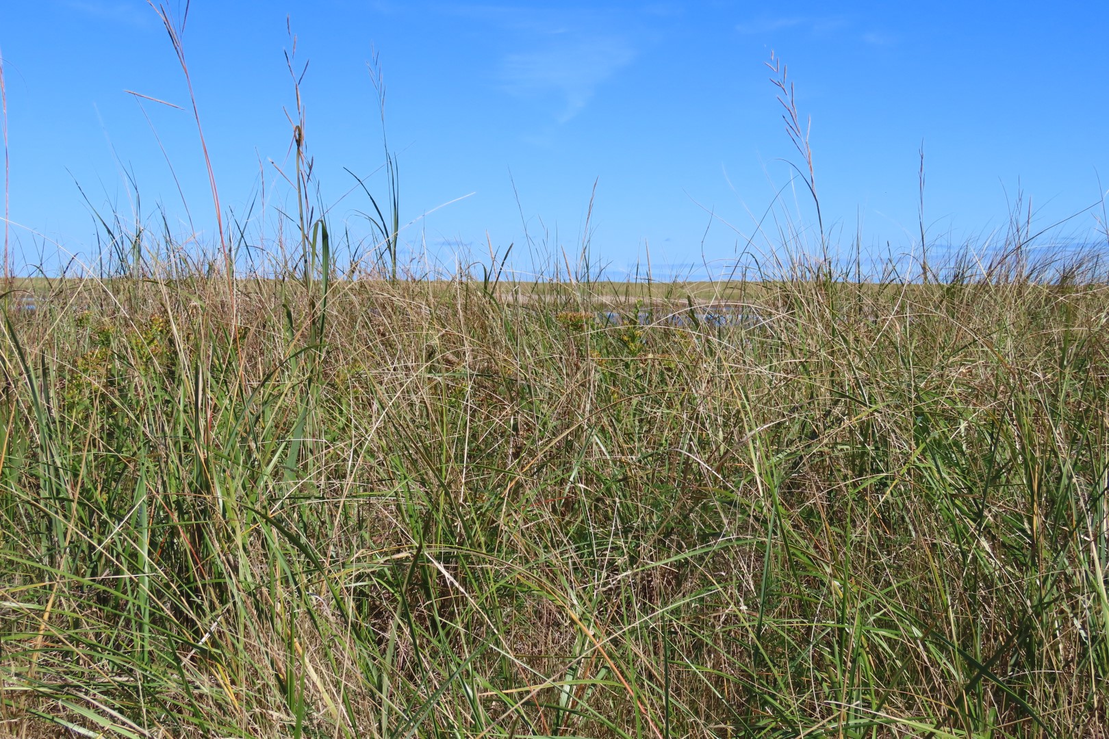 Kellys area in Kouchibougauc NP  5 of 15 (#9437)