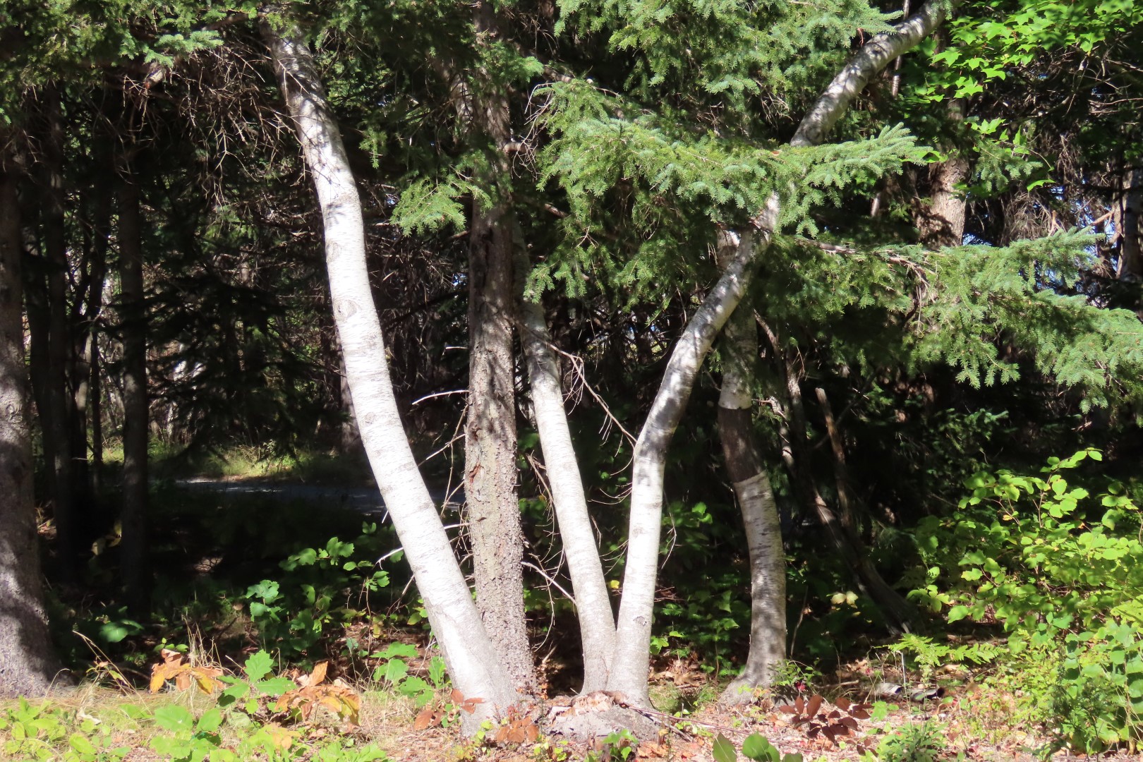 Kellys area in Kouchibougauc NP  9 of 15 (#9441)