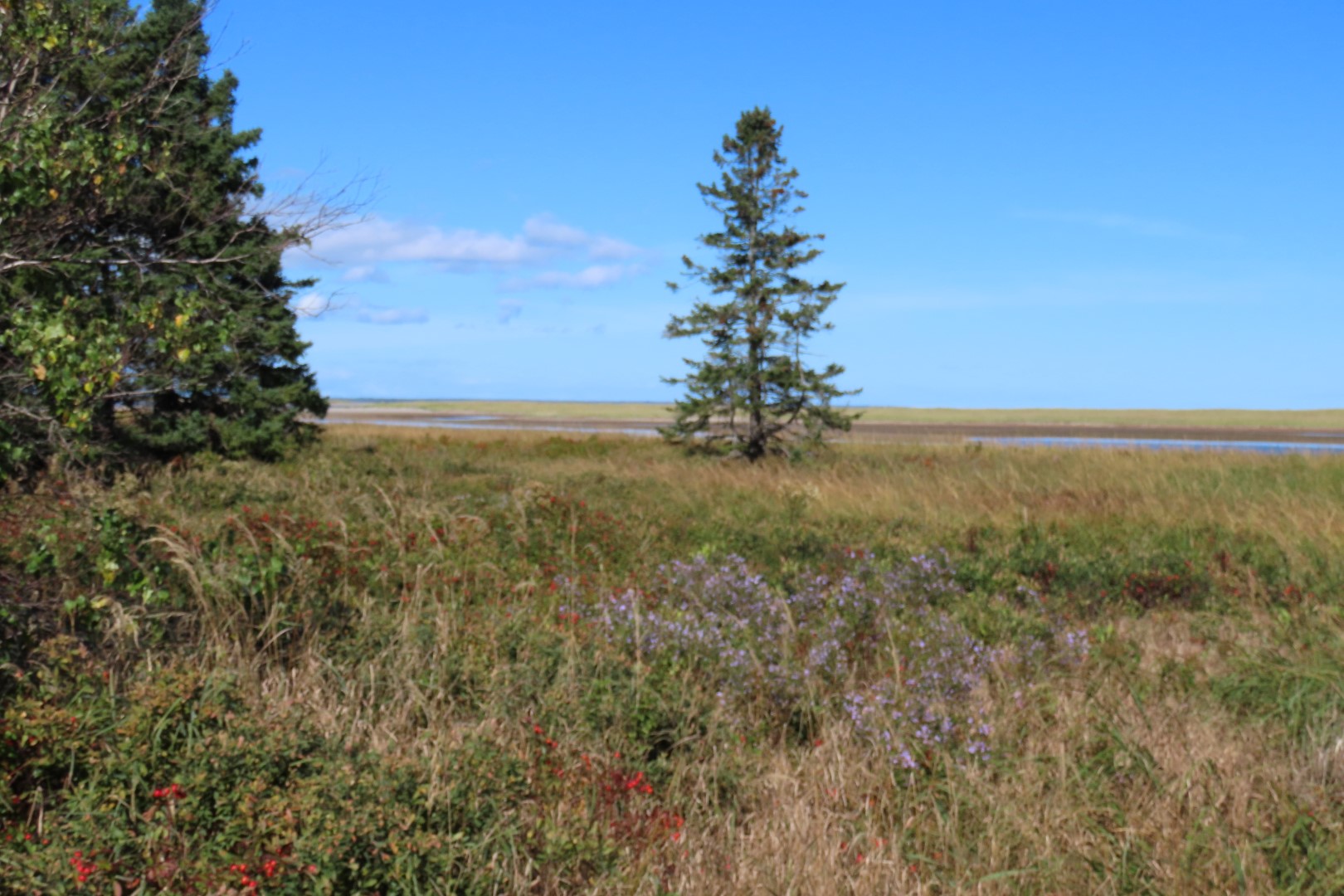 Kellys area in Kouchibougauc NP 12 of 15 (#9444)