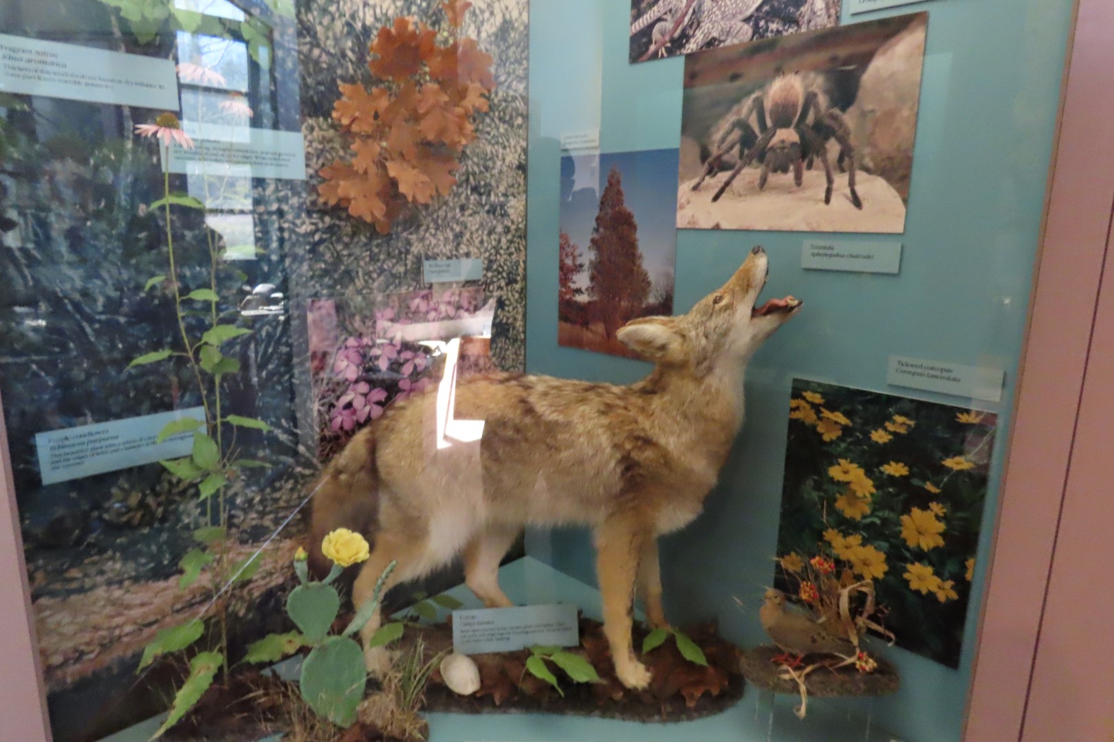 Tyler Bend Visitor Center 14 of 20 (#9512)