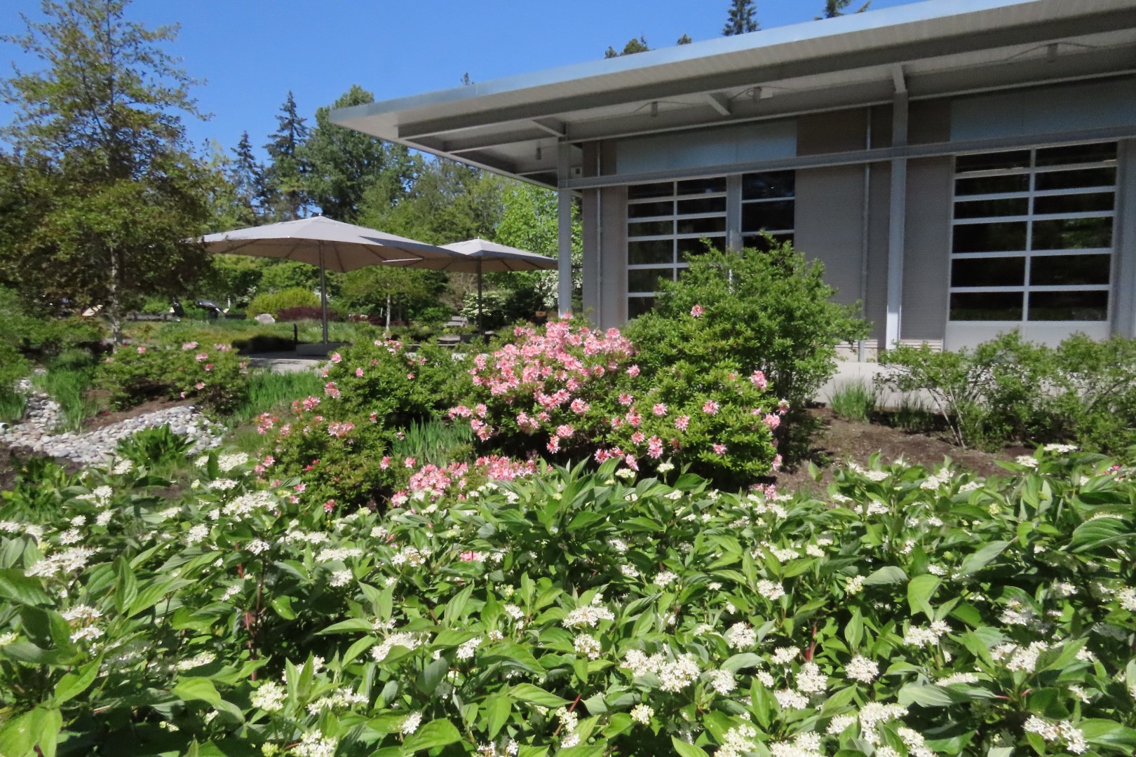 Bellevue Washington Botanical Gardens  2 of 55 (#9746)