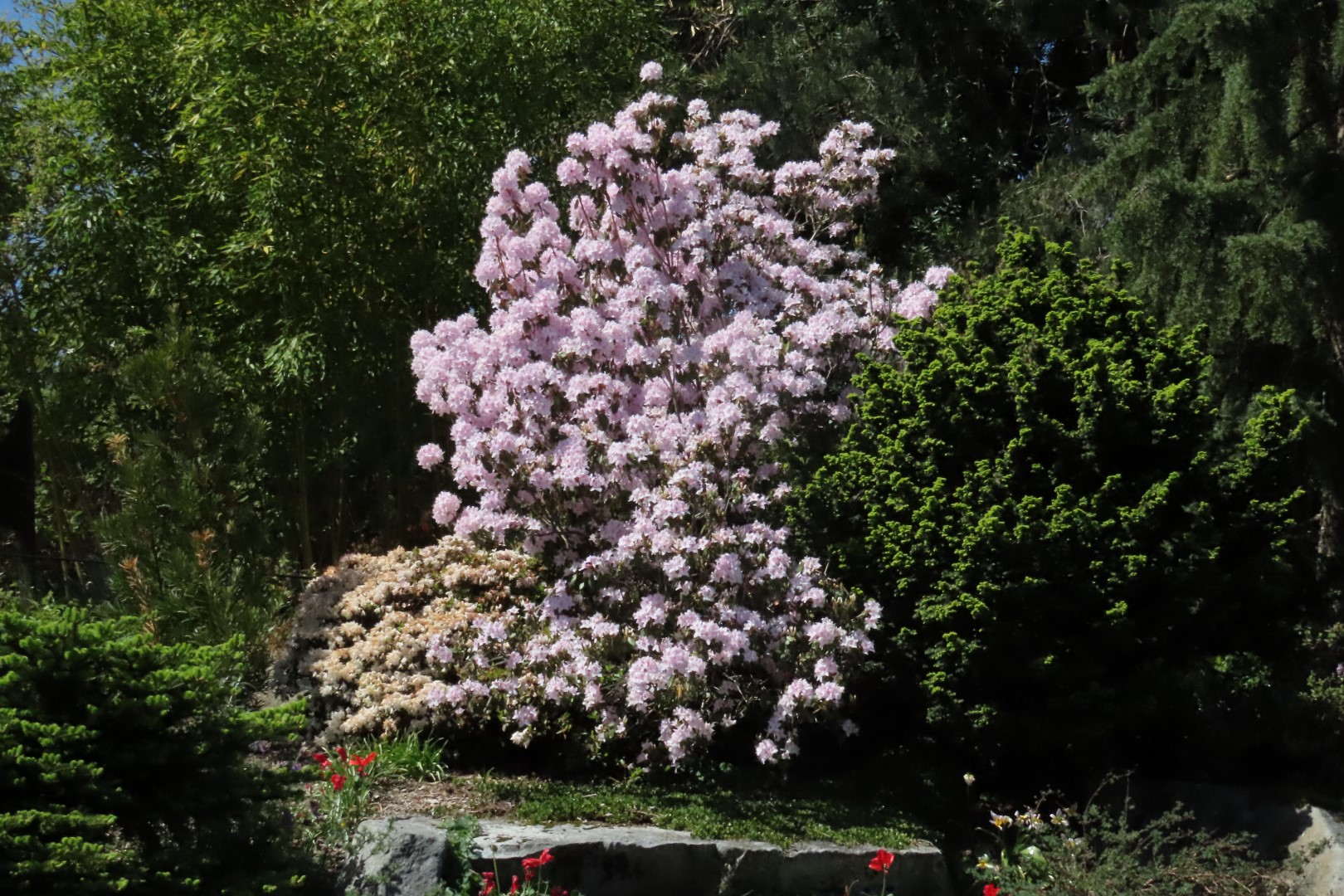 Bellevue Washington Botanical Gardens  3 of 55 (#9747)