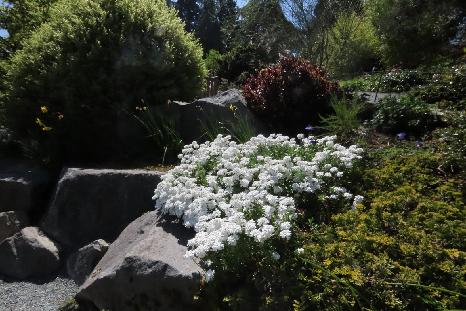 Bellevue Washington Botanical Gardens  5 of 55 (#9749)