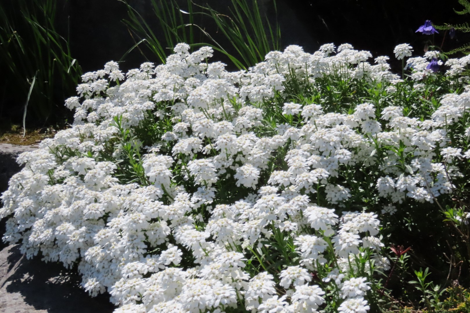 Bellevue Washington Botanical Gardens  6 of 55 (#9750)