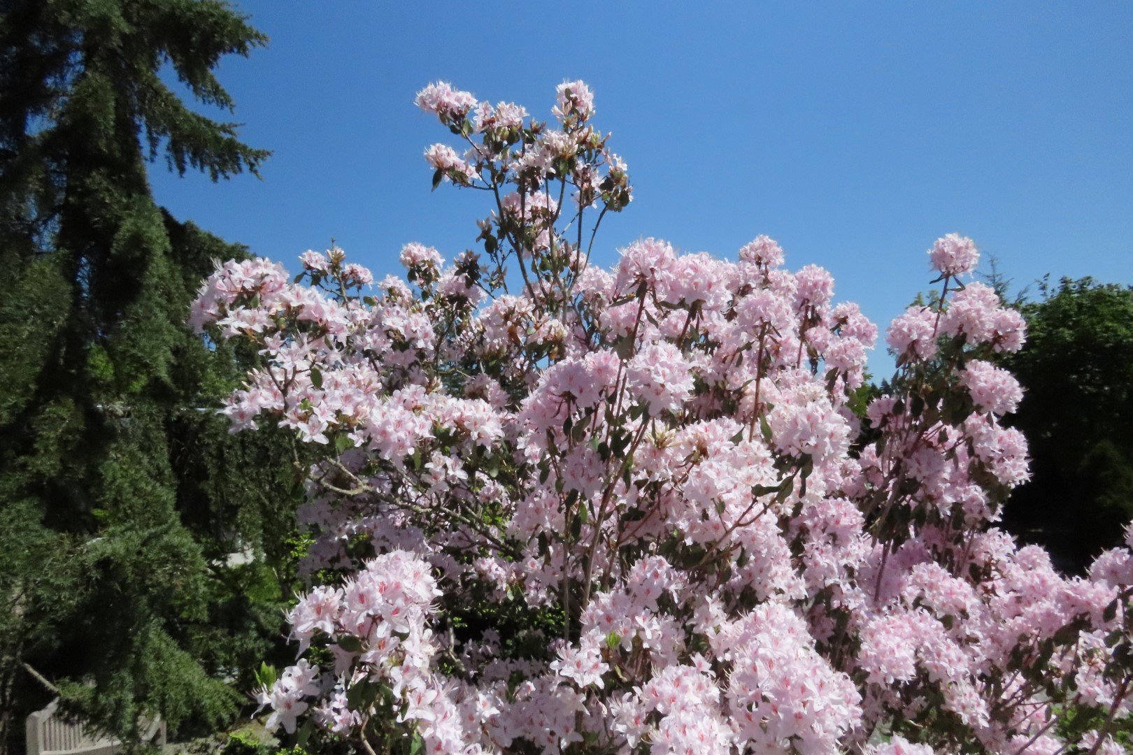 Bellevue Washington Botanical Gardens  9 of 55 (#9753)