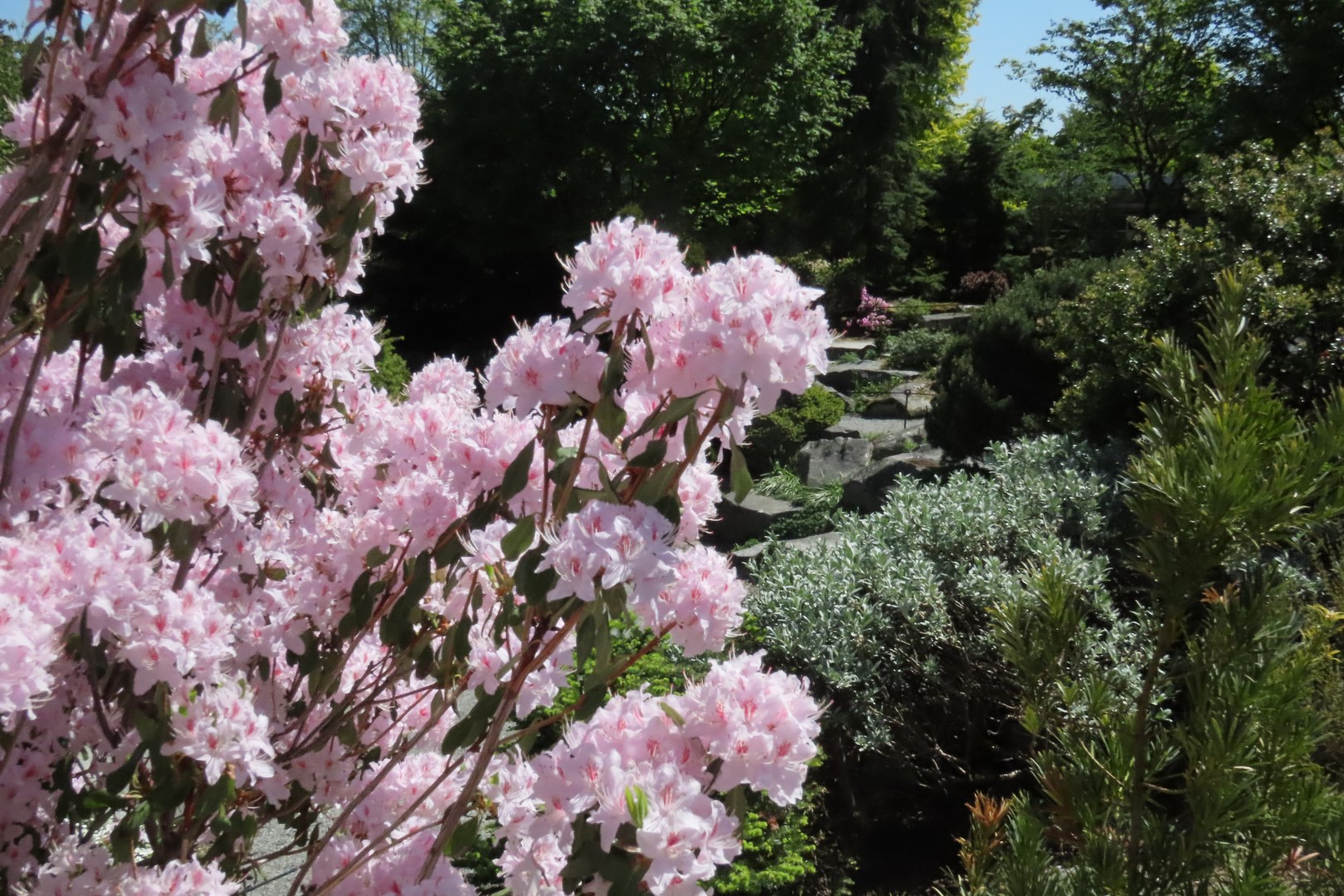 Bellevue Washington Botanical Gardens 10 of 55 (#9754)