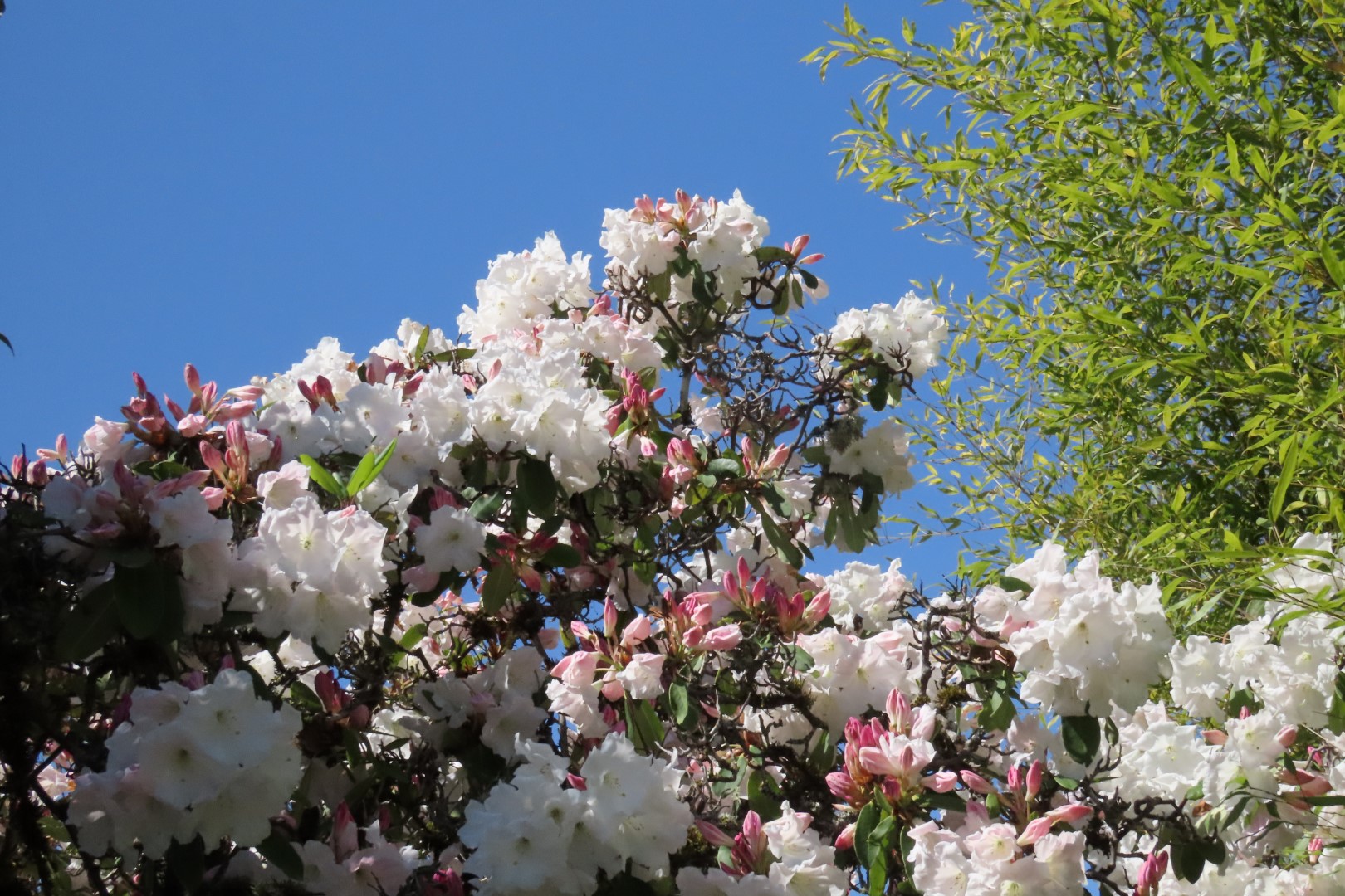 Bellevue Washington Botanical Gardens 12 of 55 (#9756)