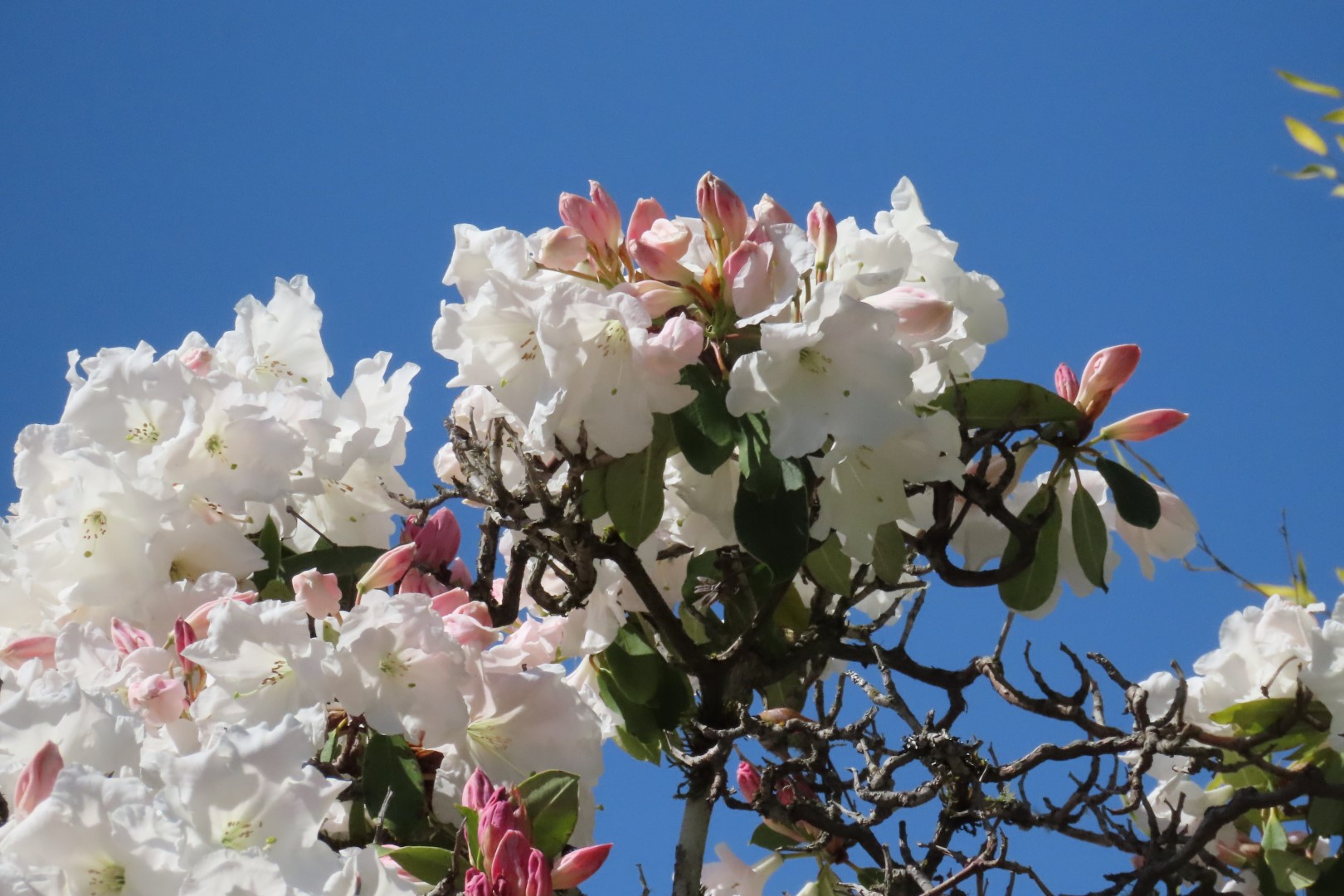 Bellevue Washington Botanical Gardens 13 of 55 (#9757)