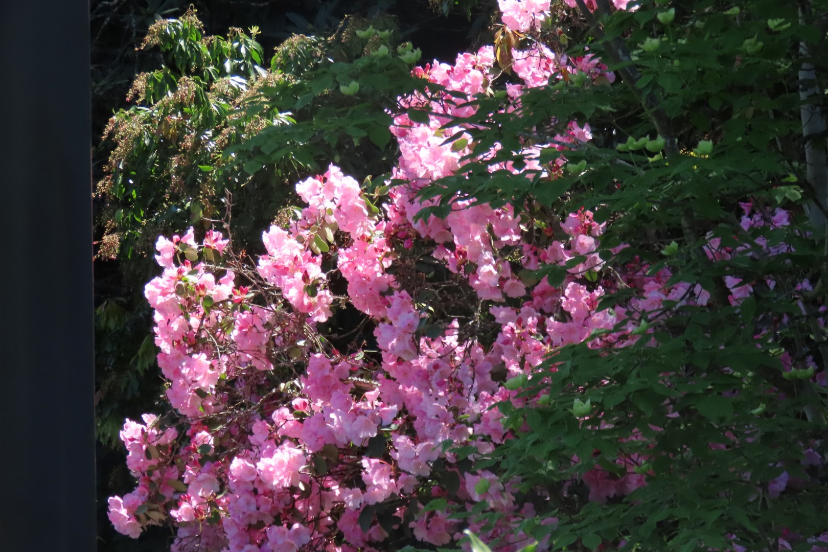 Bellevue Washington Botanical Gardens 14 of 55 (#9758)