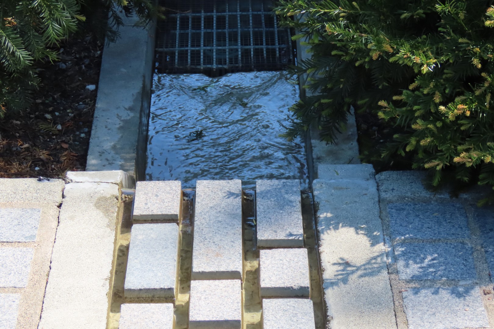 Bellevue Washington Botanical Gardens 15 of 55 (#9759)