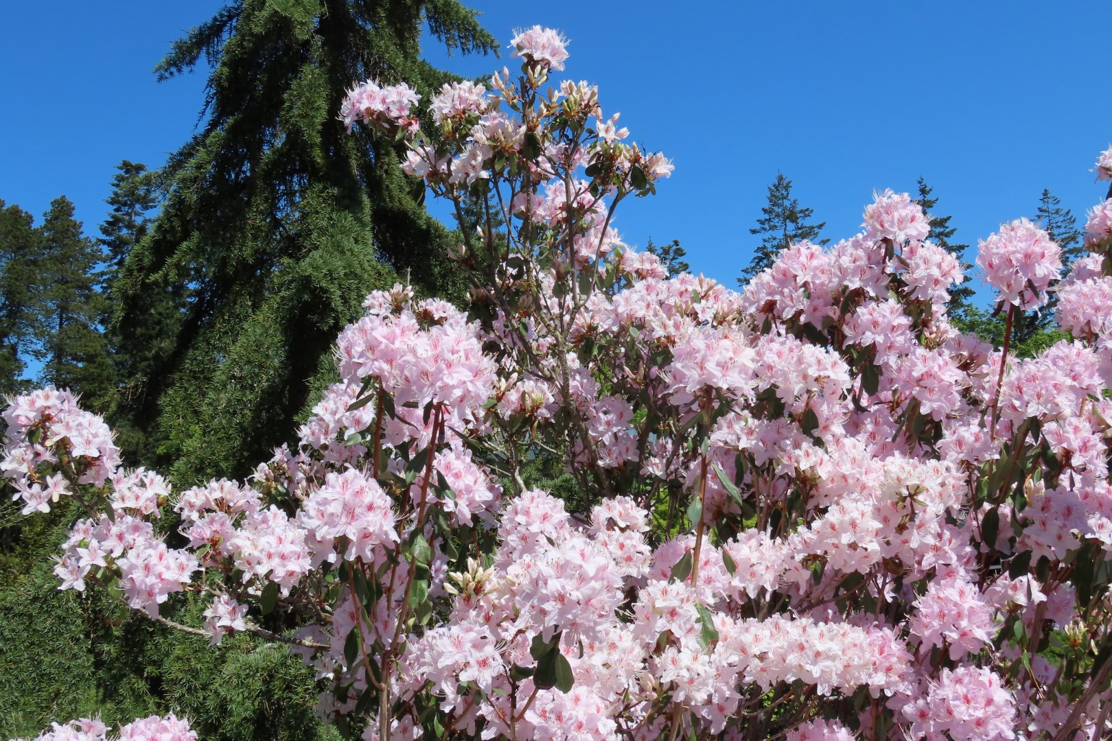 Bellevue Washington Botanical Gardens 16 of 55 (#9761)