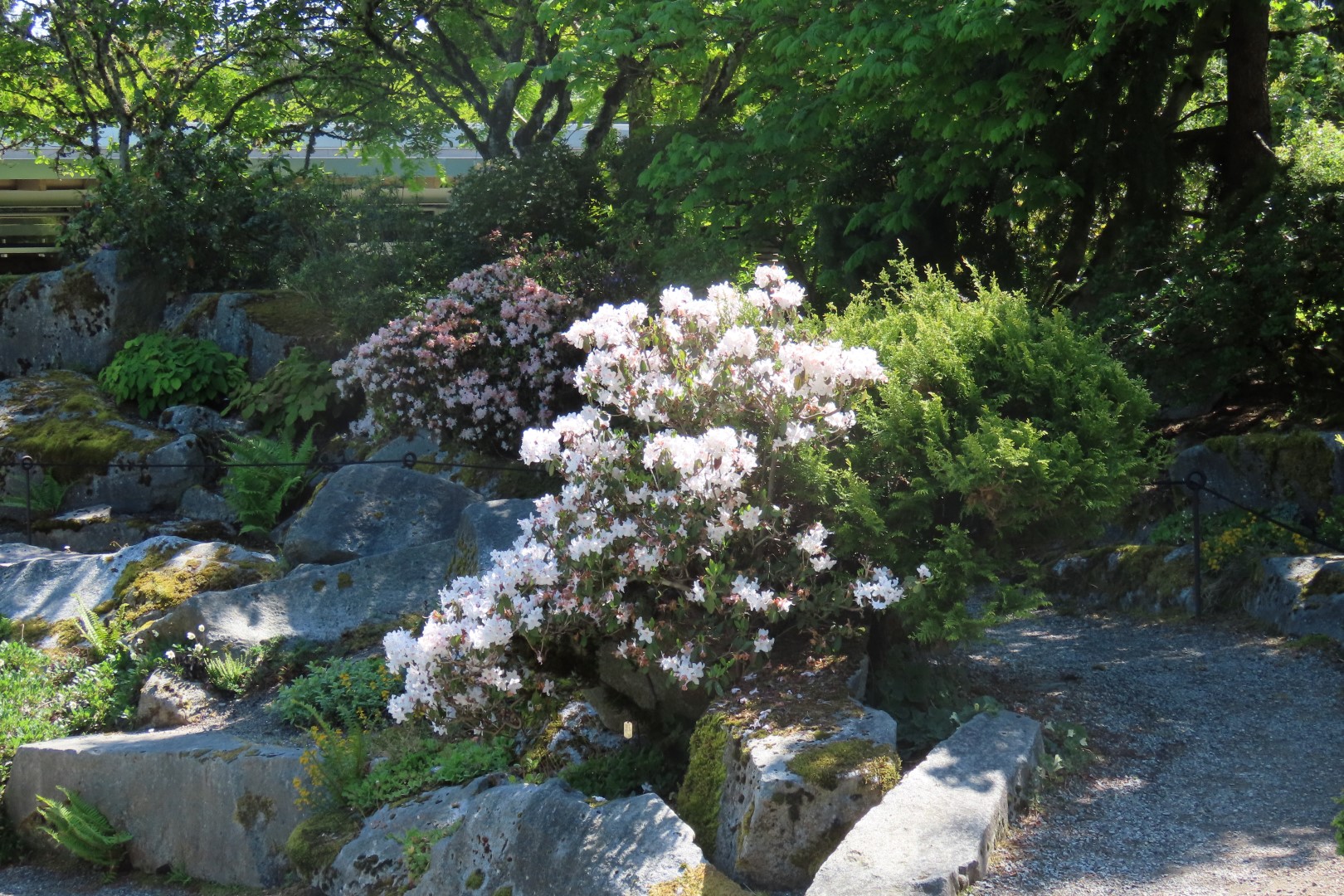 Bellevue Washington Botanical Gardens 18 of 55 (#9763)