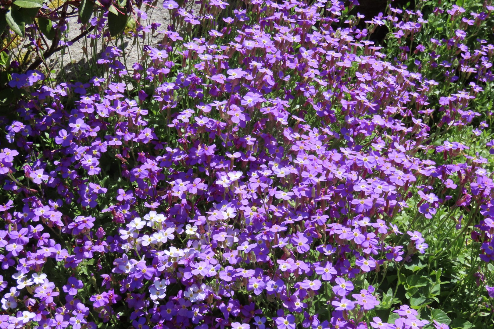 Bellevue Washington Botanical Gardens 19 of 55 (#9764)