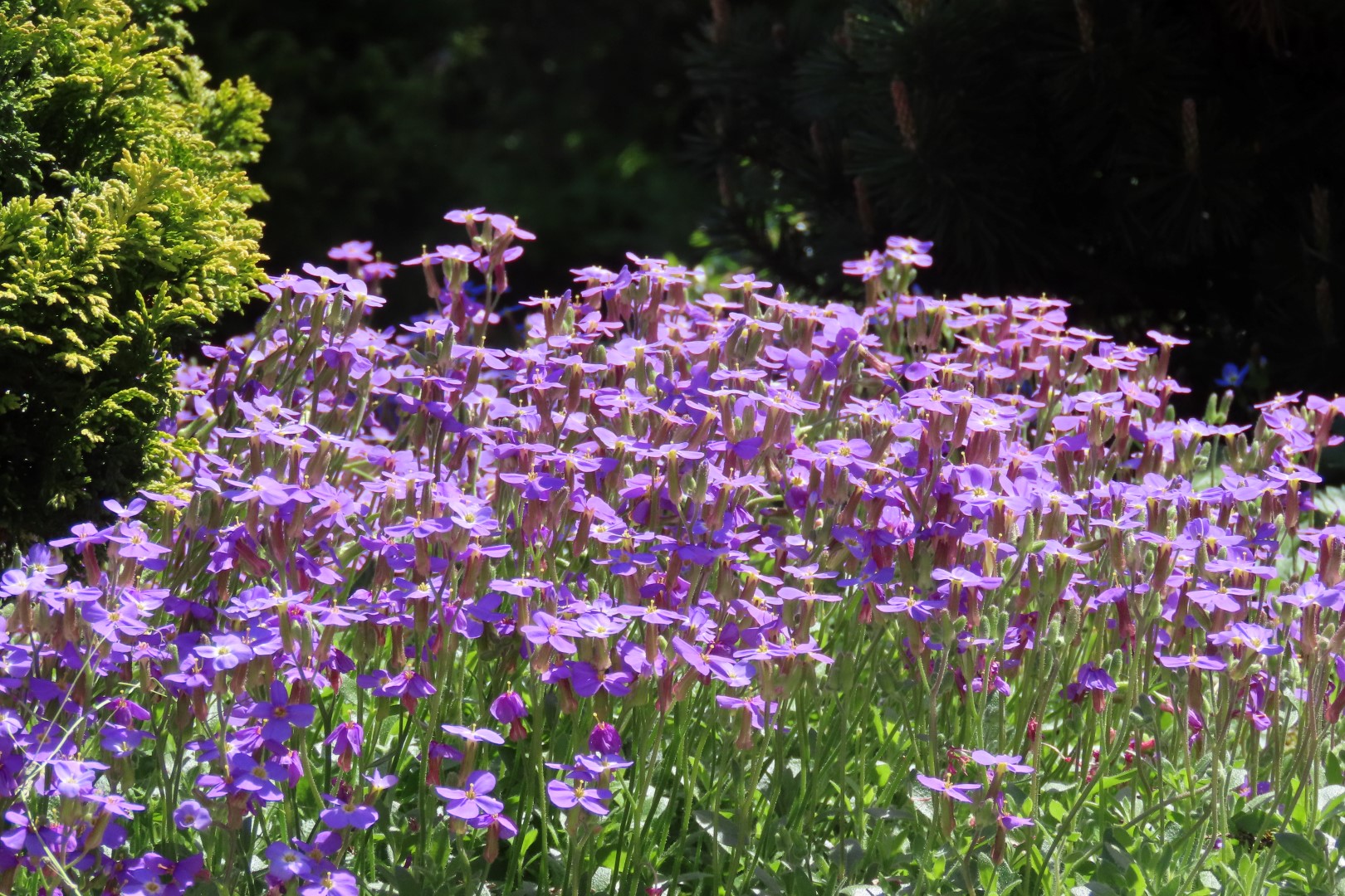 Bellevue Washington Botanical Gardens 20 of 55 (#9765)