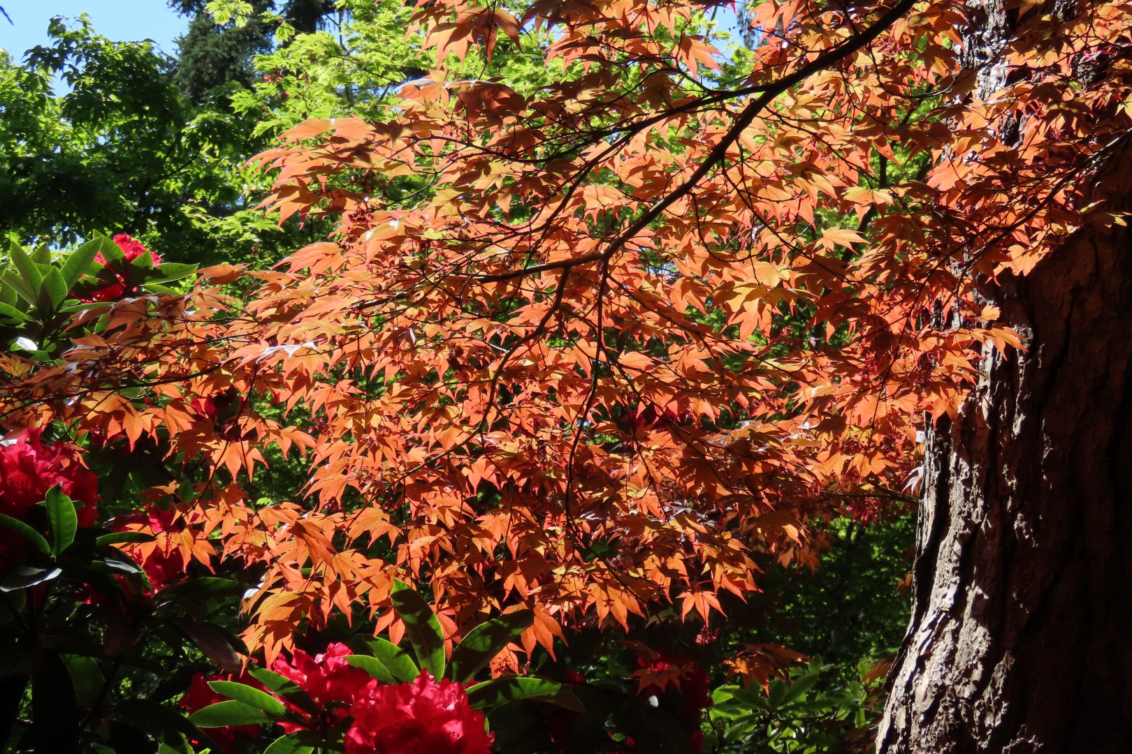 Bellevue Washington Botanical Gardens 23 of 55 (#9768)