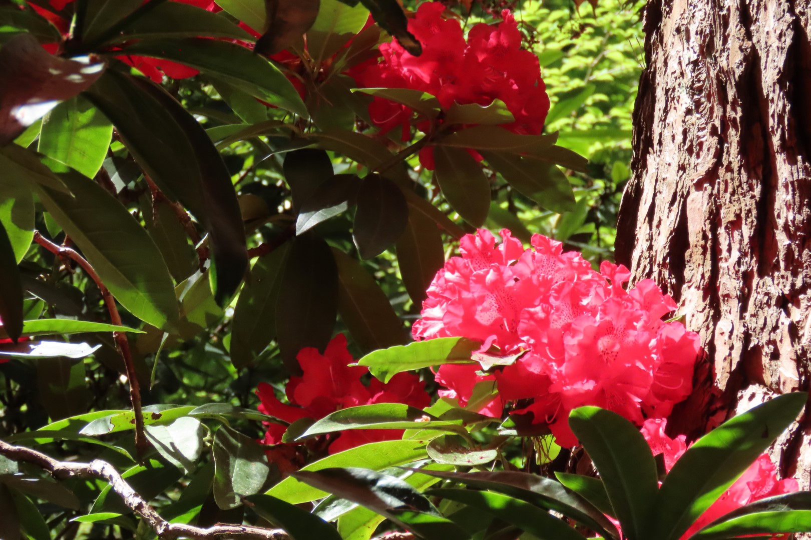 Bellevue Washington Botanical Gardens 24 of 55 (#9769)