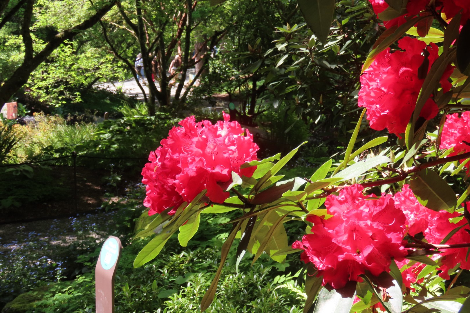 Bellevue Washington Botanical Gardens 25 of 55 (#9770)