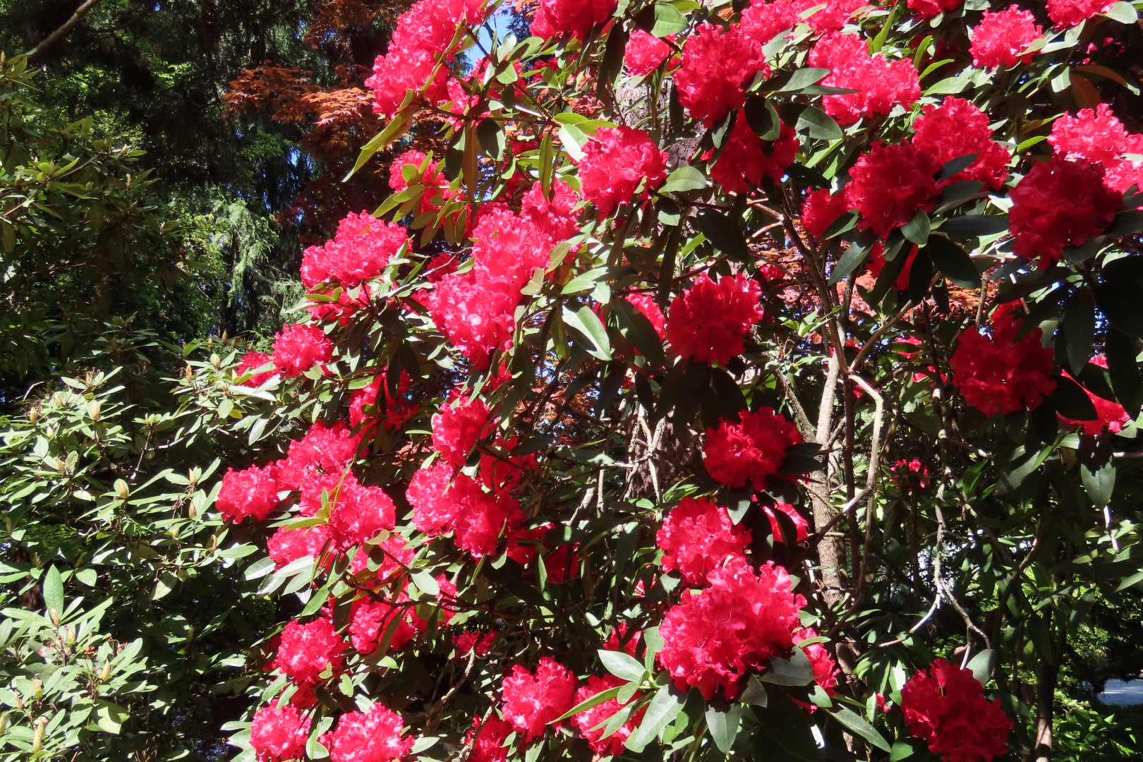 Bellevue Washington Botanical Gardens 26 of 55 (#9771)