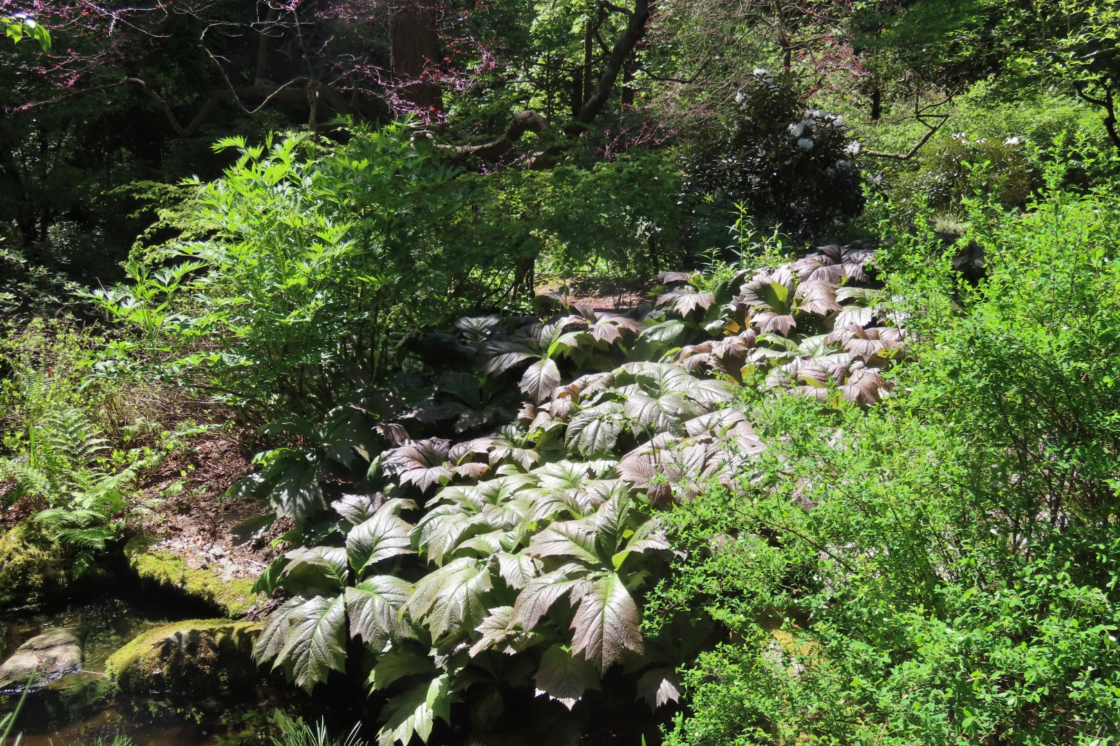 Bellevue Washington Botanical Gardens 27 of 55 (#9772)