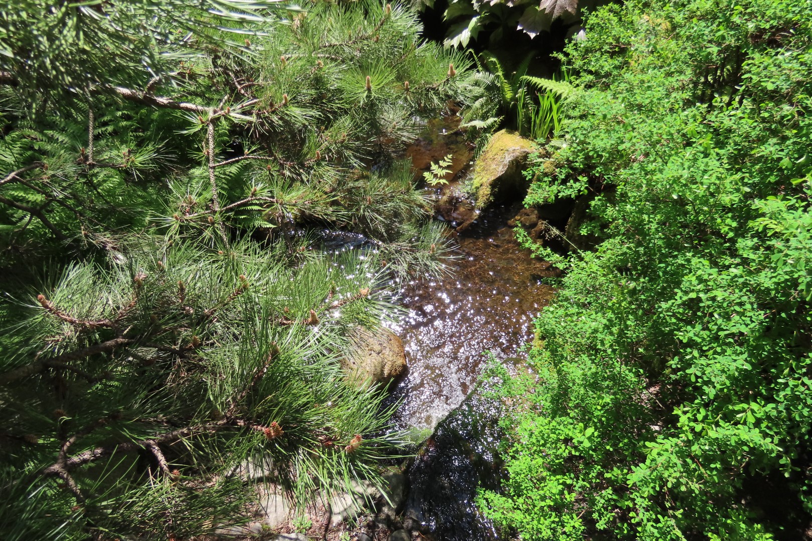 Bellevue Washington Botanical Gardens 28 of 55 (#9773)